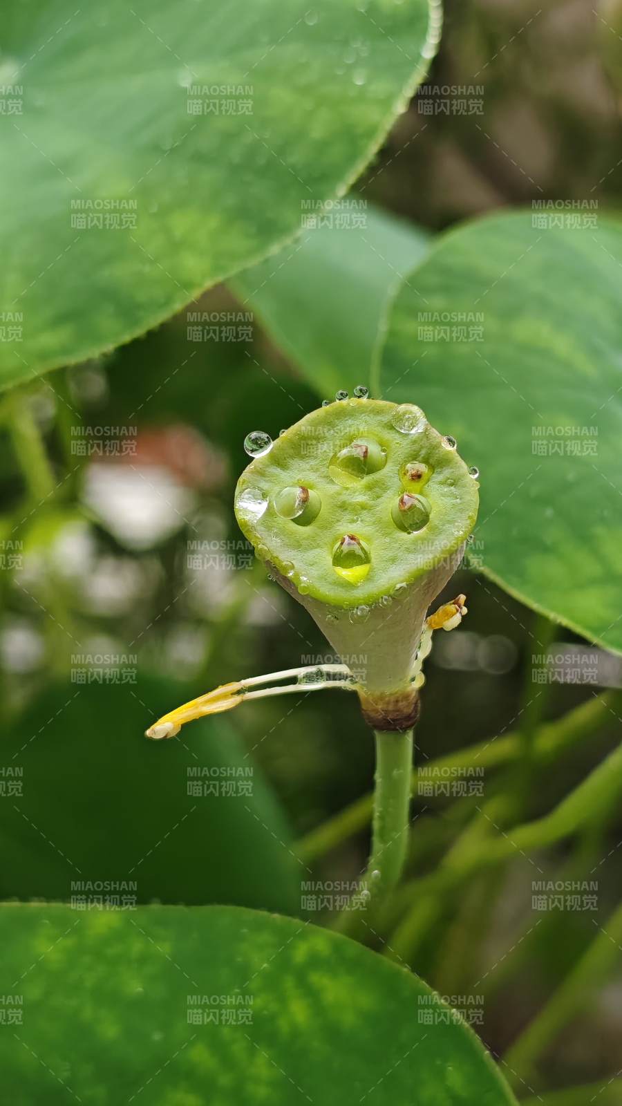 蓮蓬上的露珠