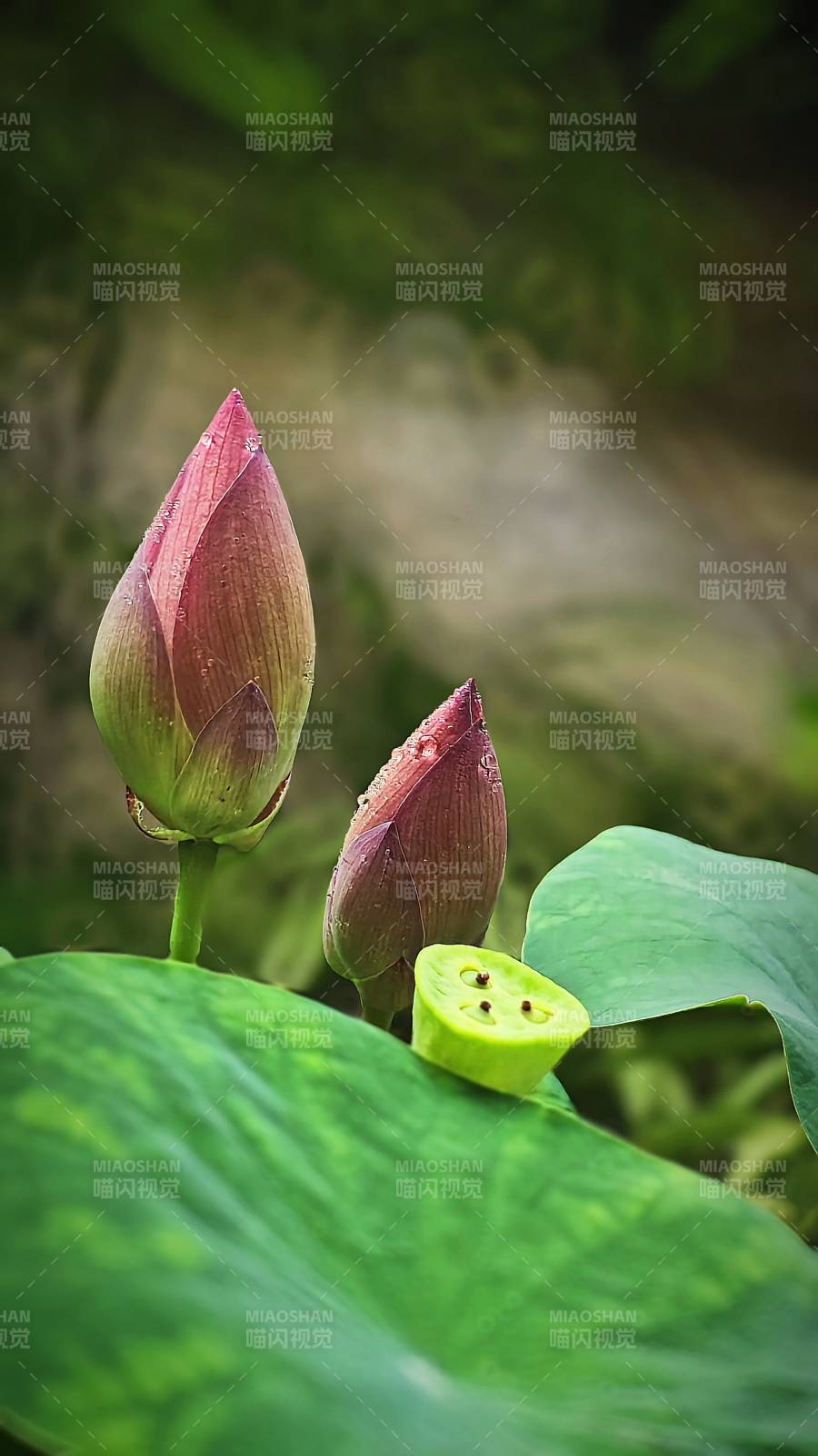 蓮花初綻 綠葉相伴