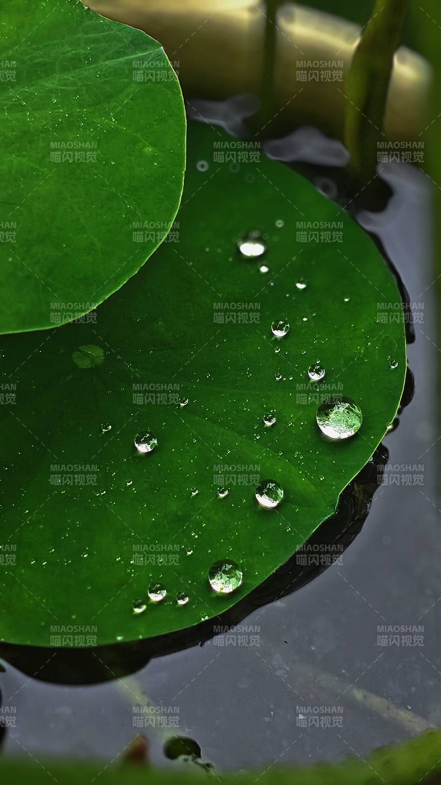 荷葉上的水珠晶瑩剔透