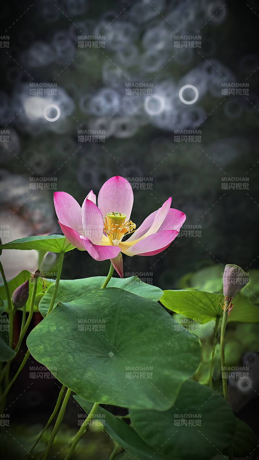 蓮花綻放 靜謐之美