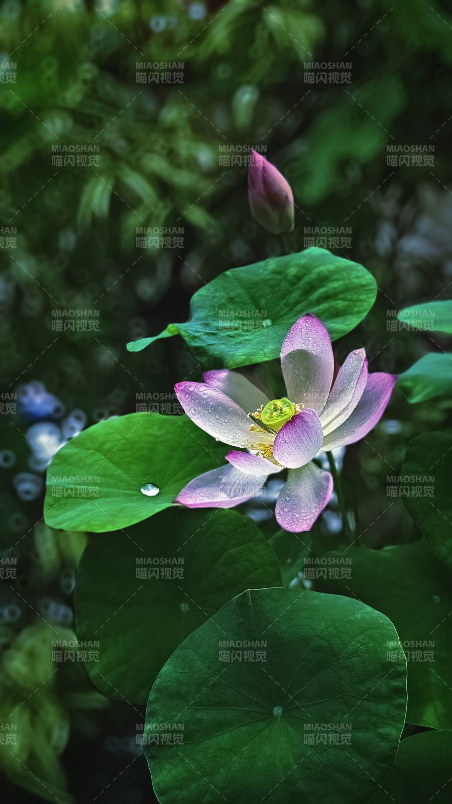 雨后荷花 清新雅致