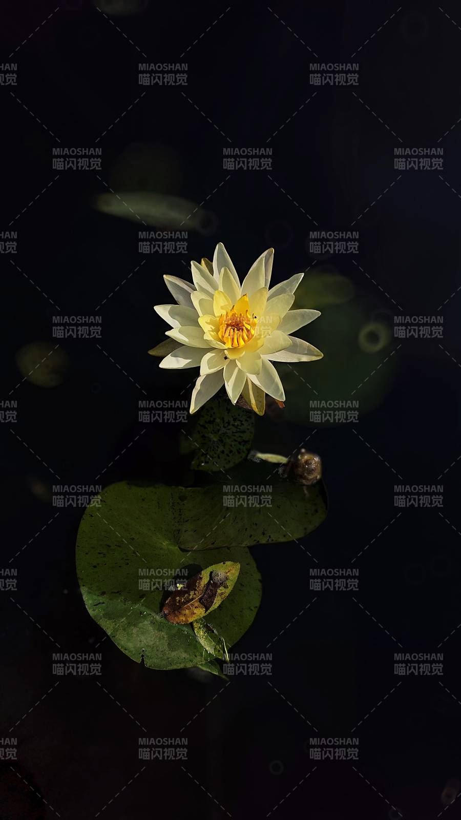 靜謐池塘中的蓮花綻放
