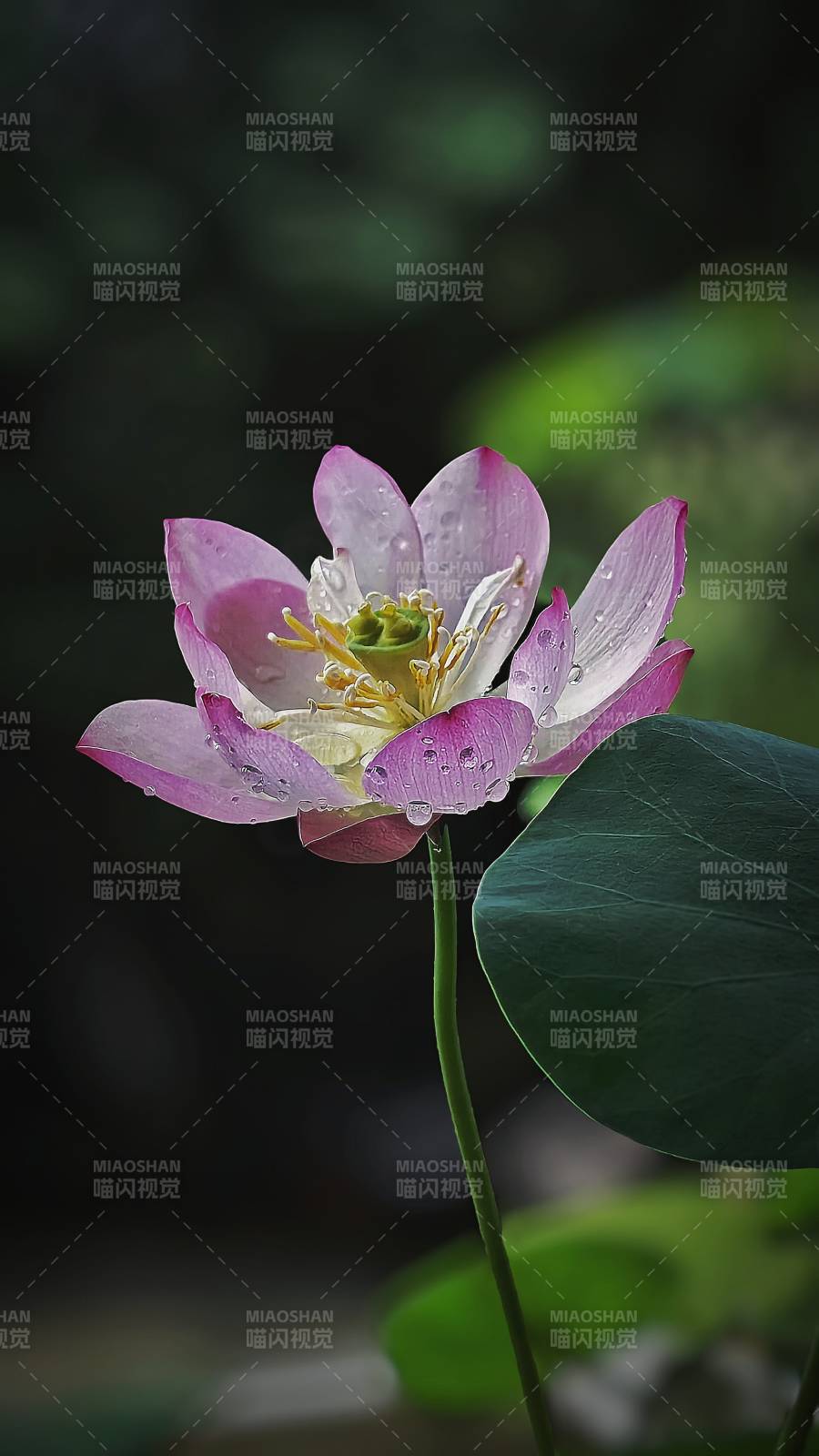 雨后荷花 清新綻放