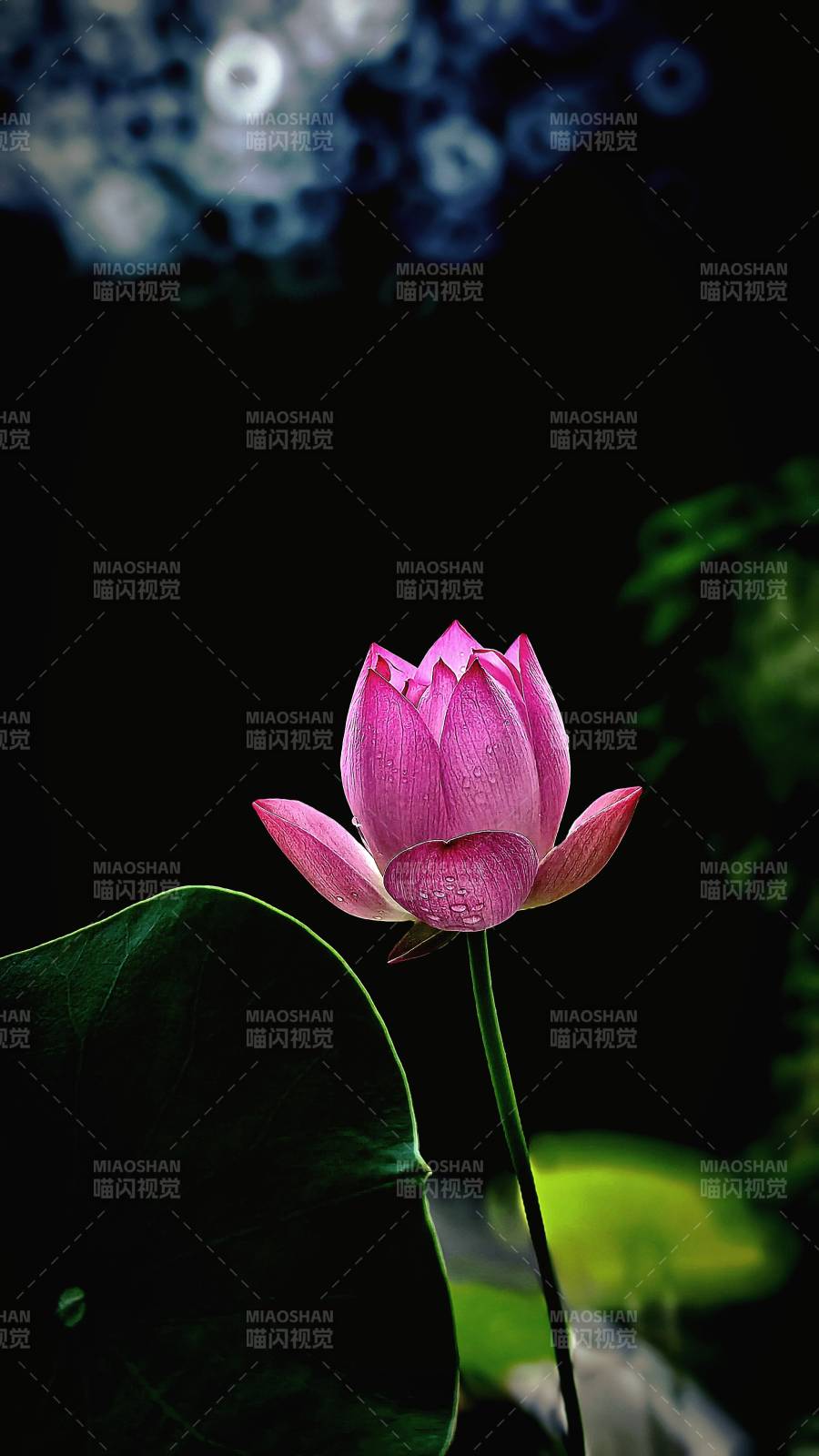靜謐蓮花 夜色中的綻放