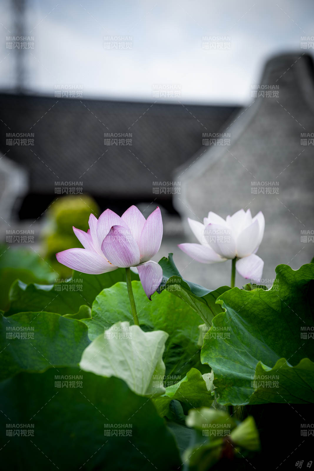 池塘蓮花靜謐綻放