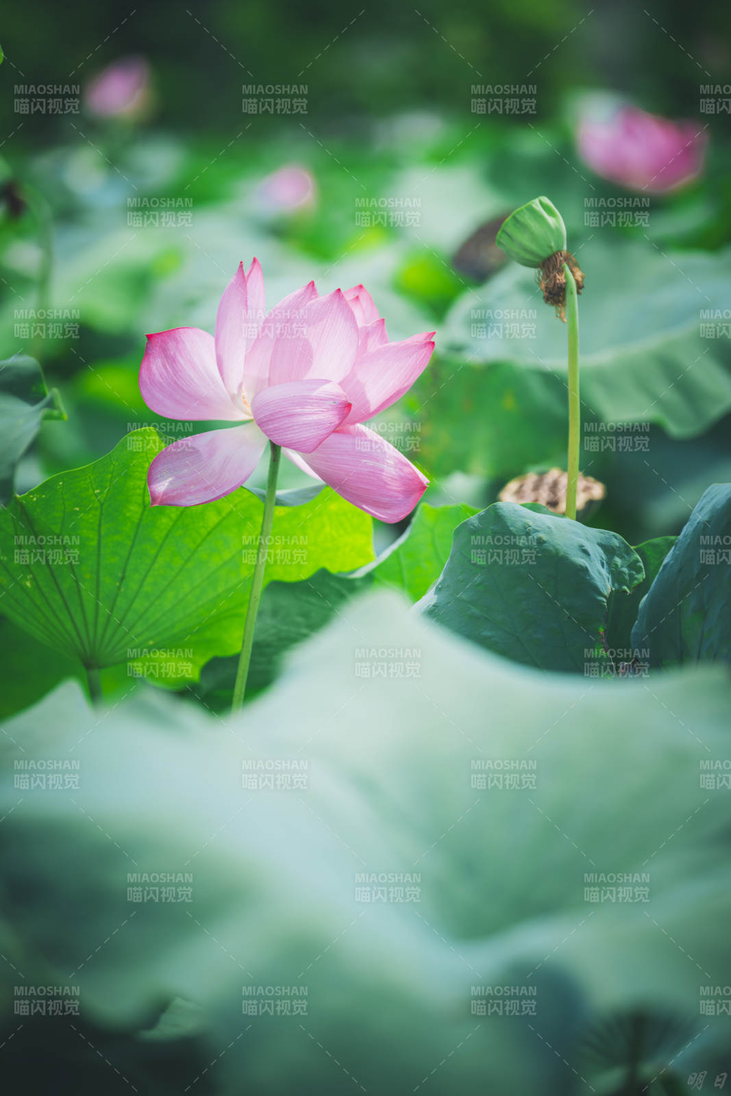 池塘中的粉色蓮花