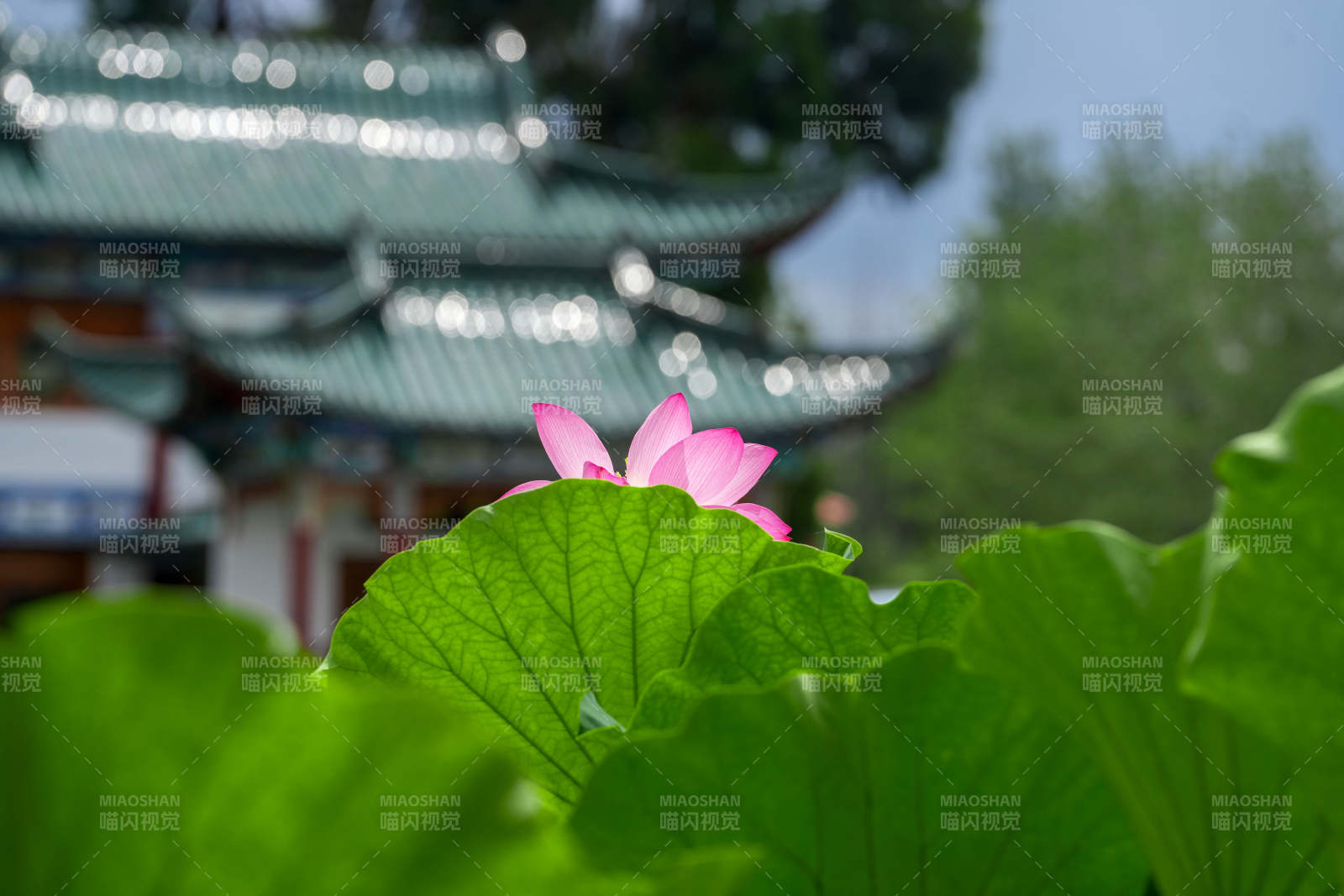 荷塘映古寺 靜謐之美
