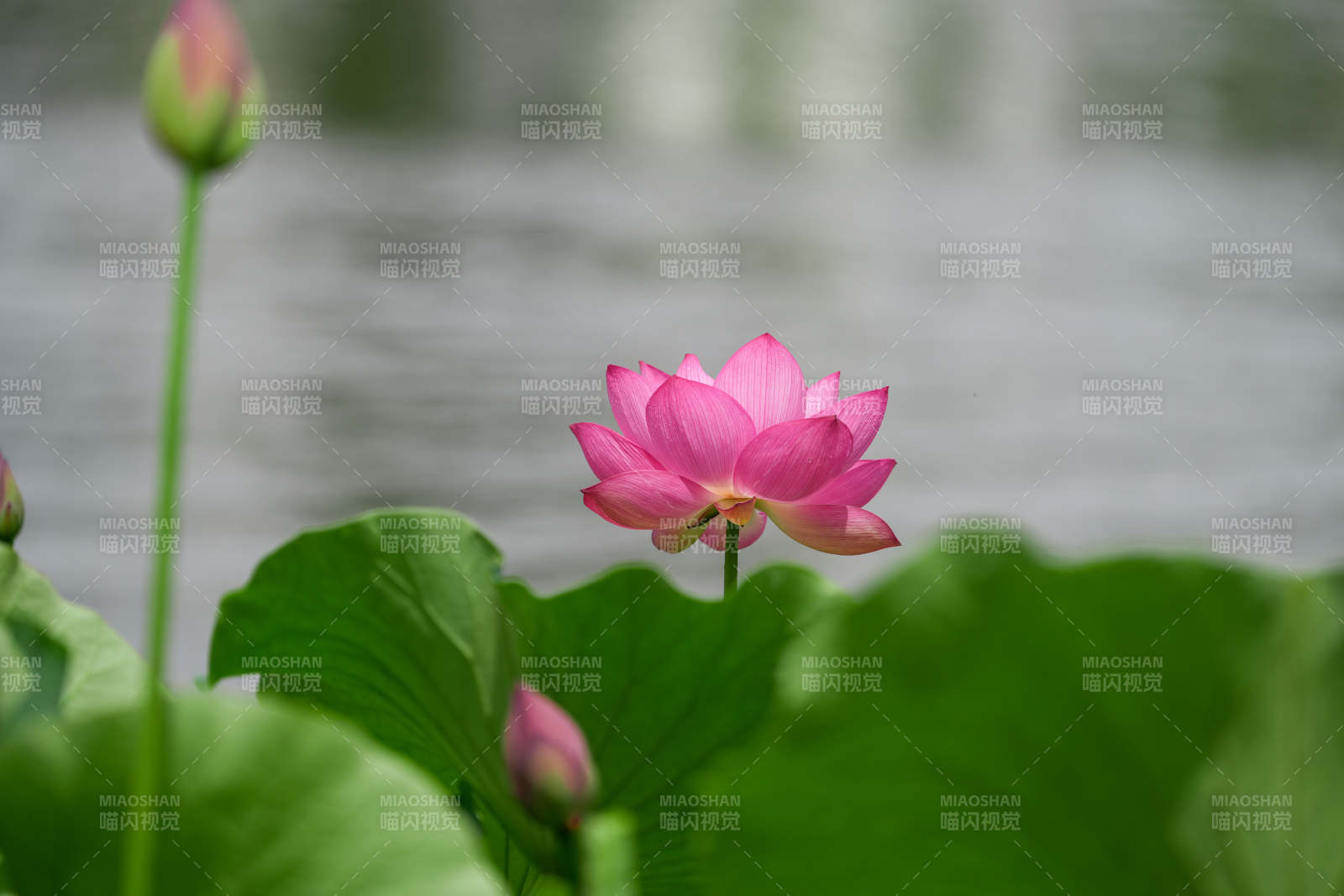 池塘中的粉色蓮花