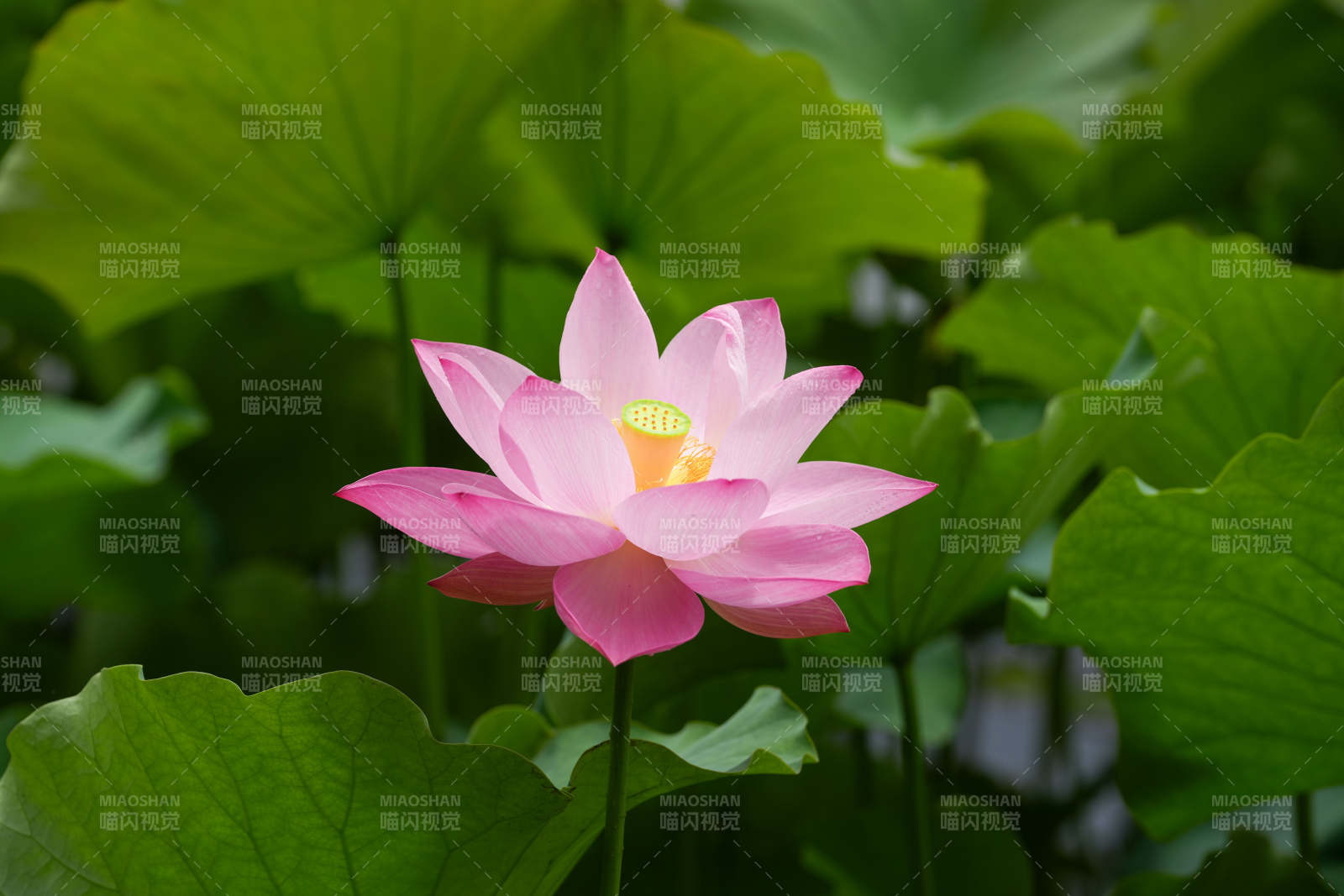粉蓮綻放綠葉間