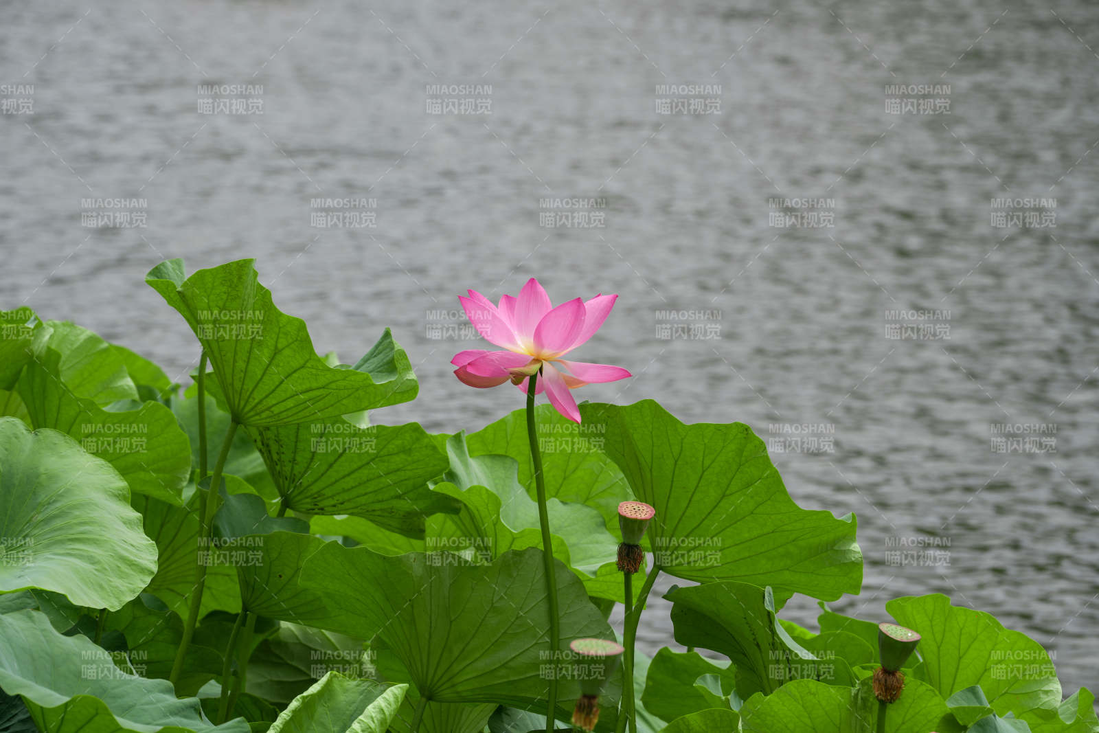 池塘中的蓮花盛開