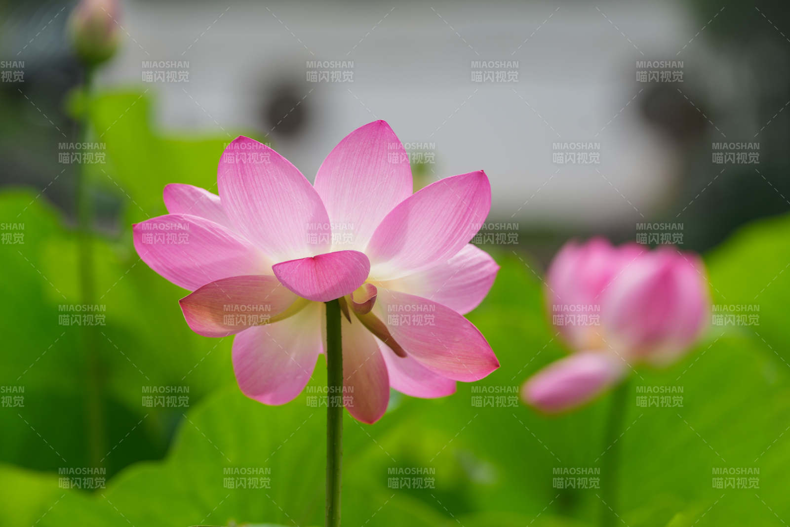 粉嫩蓮花靜謐綻放