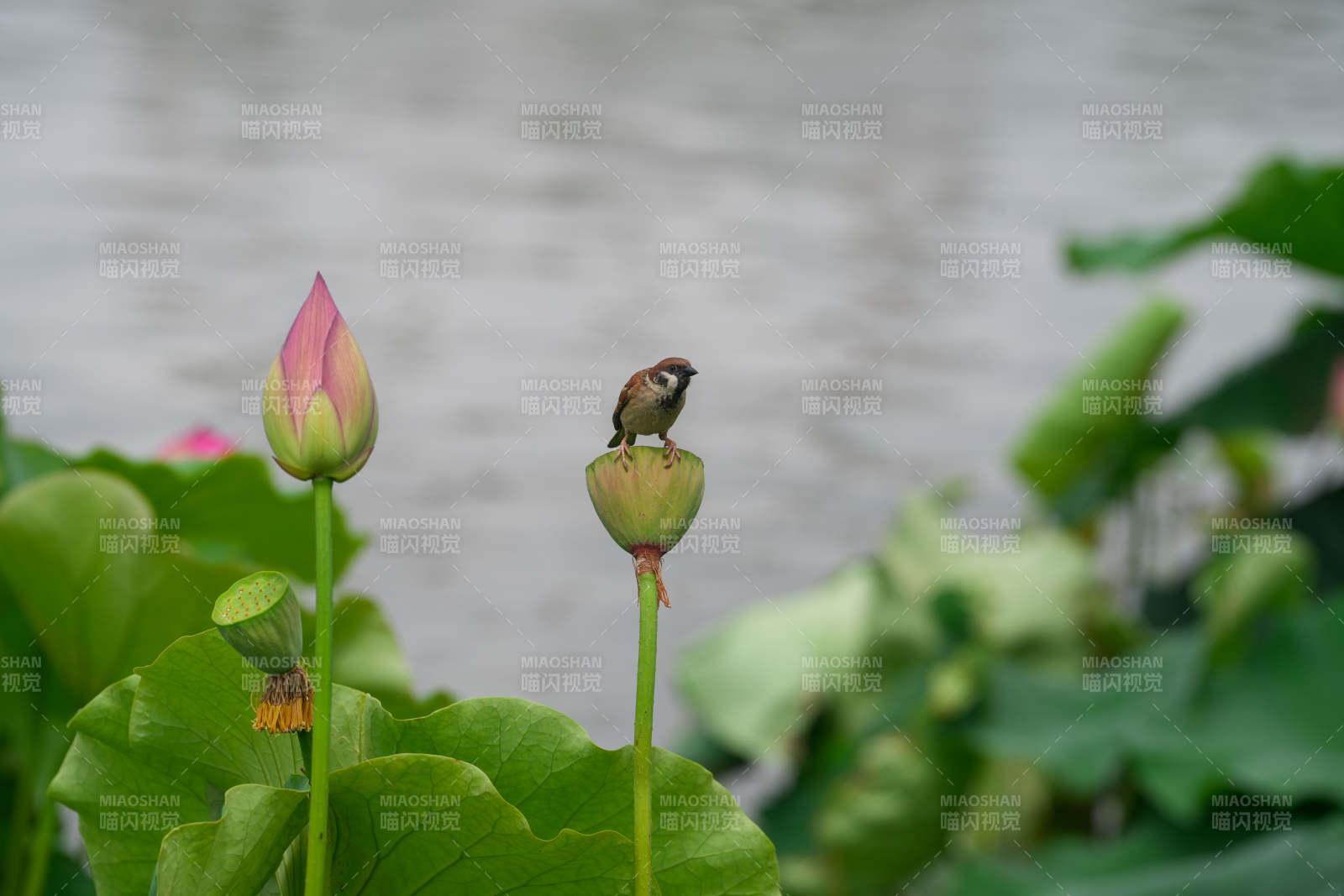 小鳥棲息蓮花旁