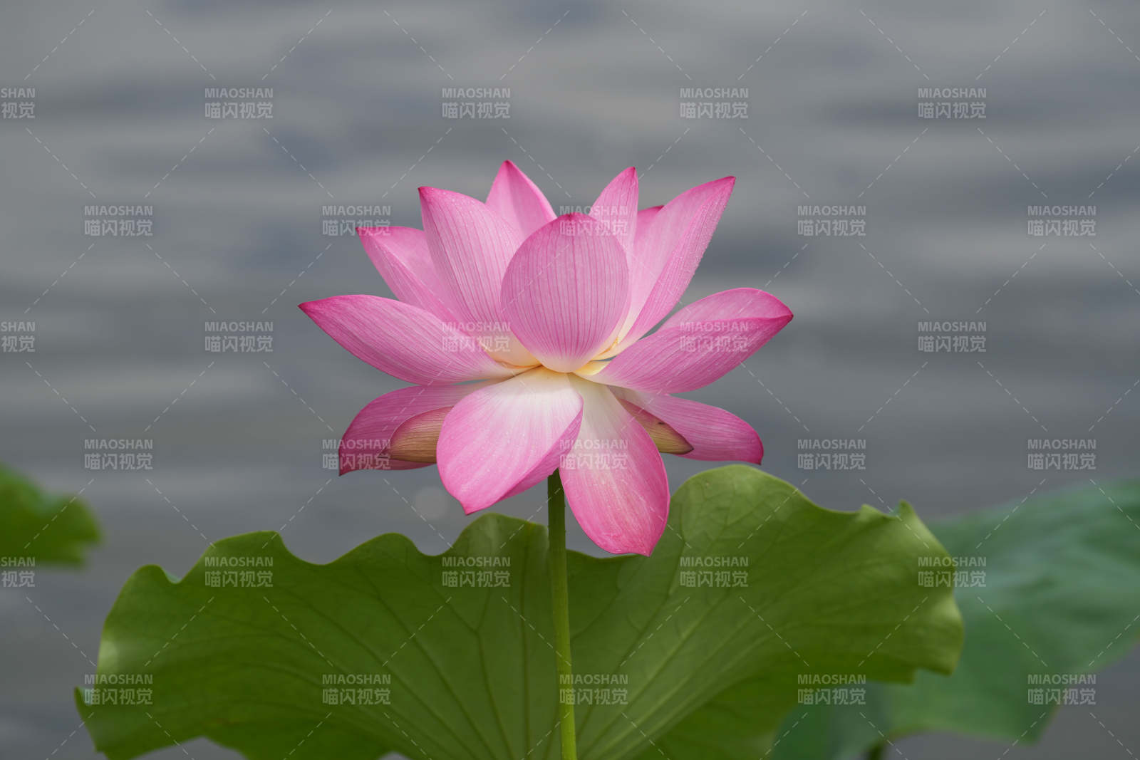 粉色蓮花靜謐綻放