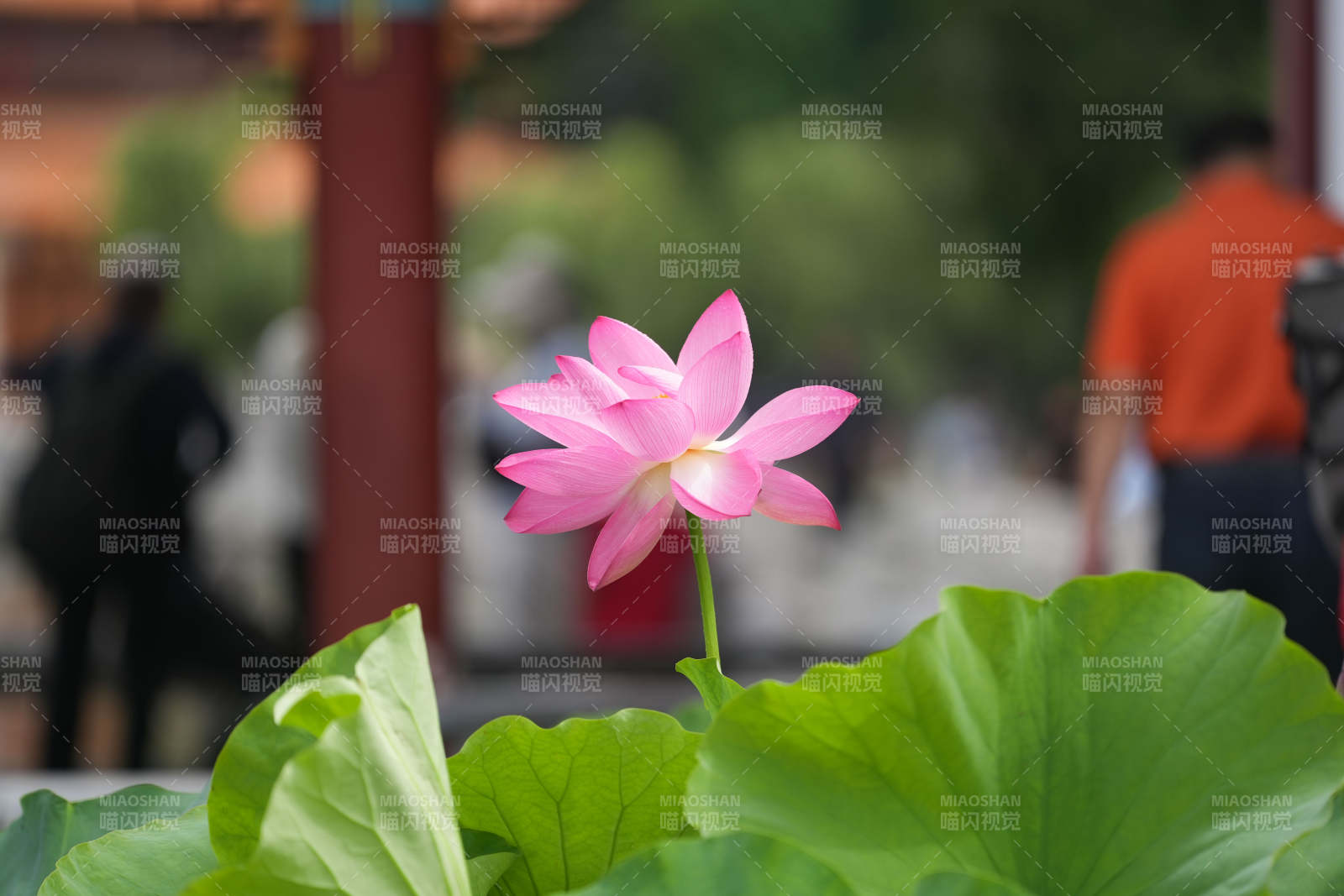 池塘中的粉色蓮花盛開