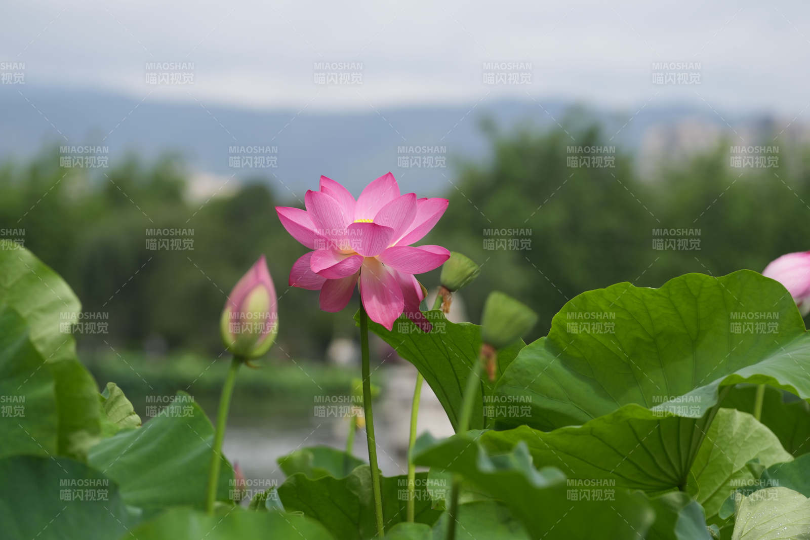 池塘中的粉色蓮花盛開