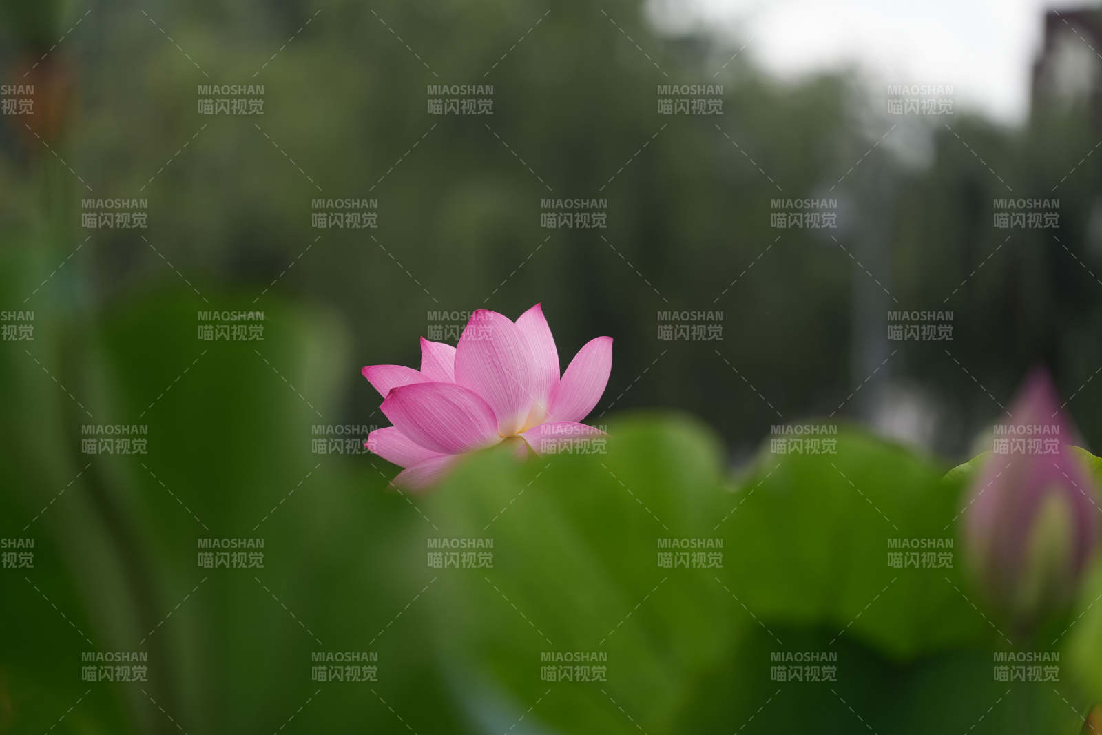 池塘中的粉色蓮花