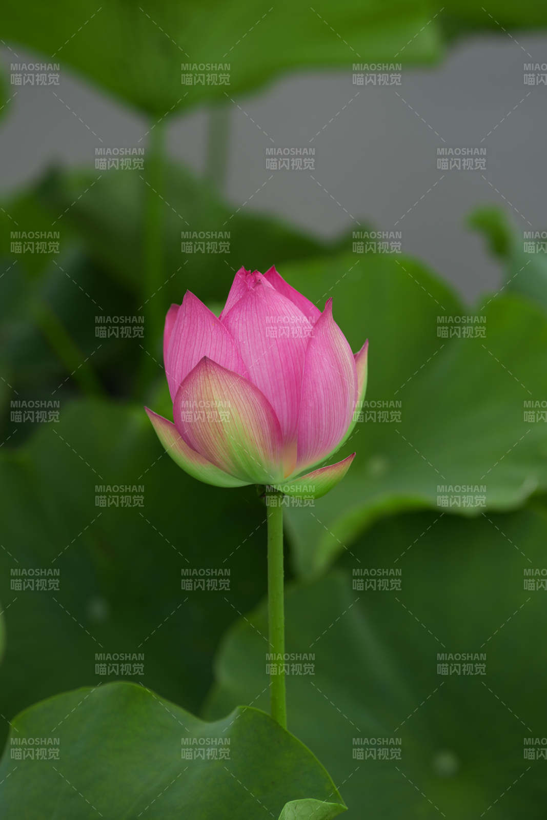 粉嫩蓮花靜謐綻放