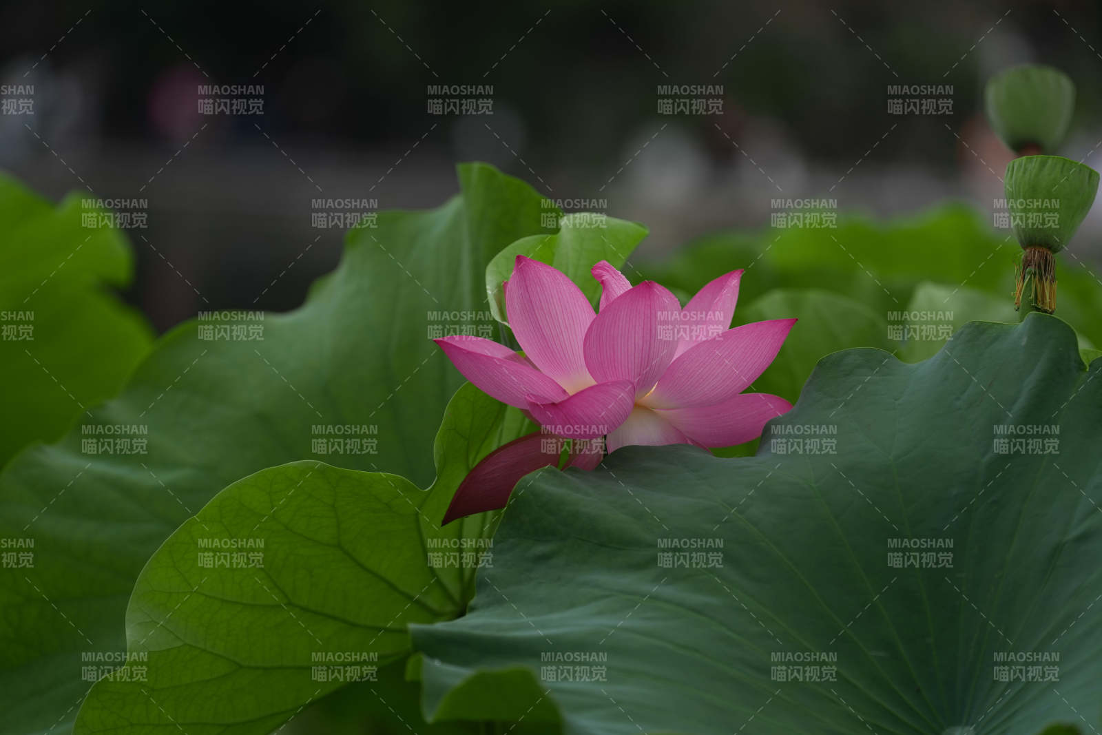 荷花綻放 綠葉相伴