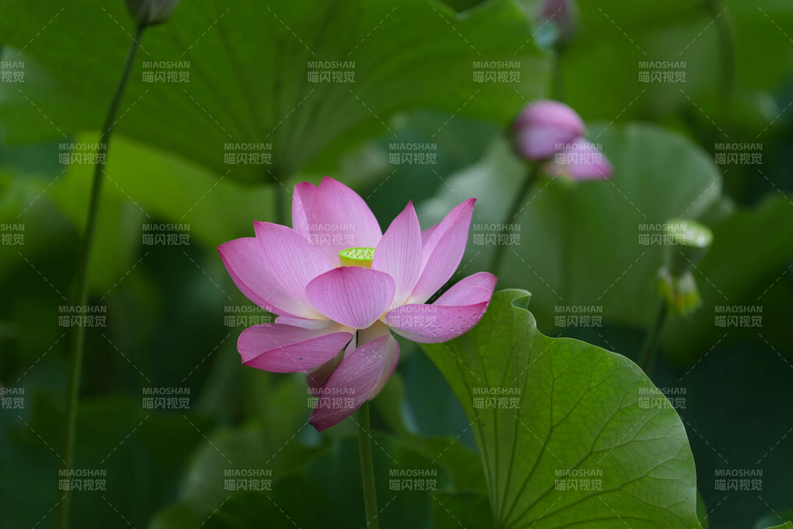 粉蓮綻放 綠葉相襯