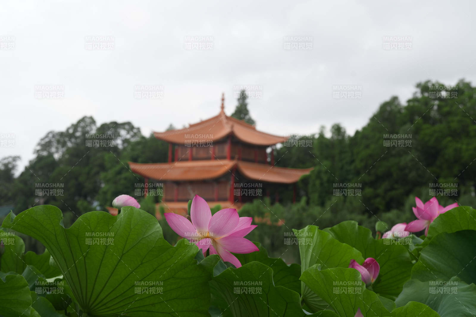 荷塘映古塔 靜謐如畫