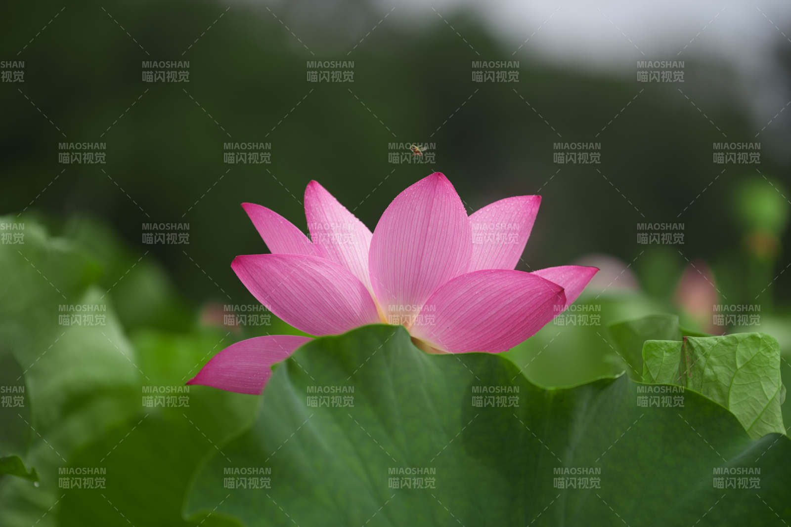 粉紅蓮花靜謐綻放