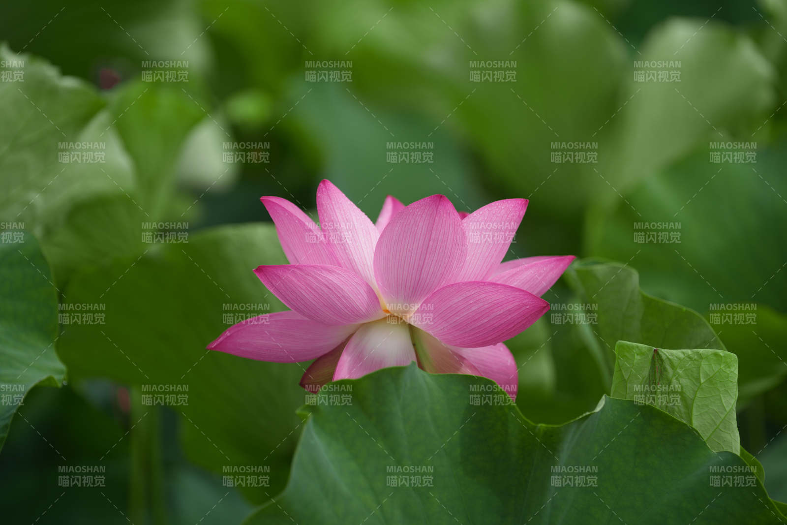 粉紅蓮花靜謐綻放