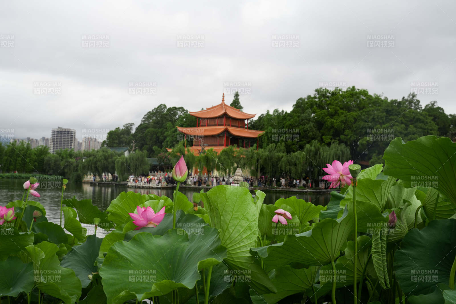 荷塘映古亭 夏日美景