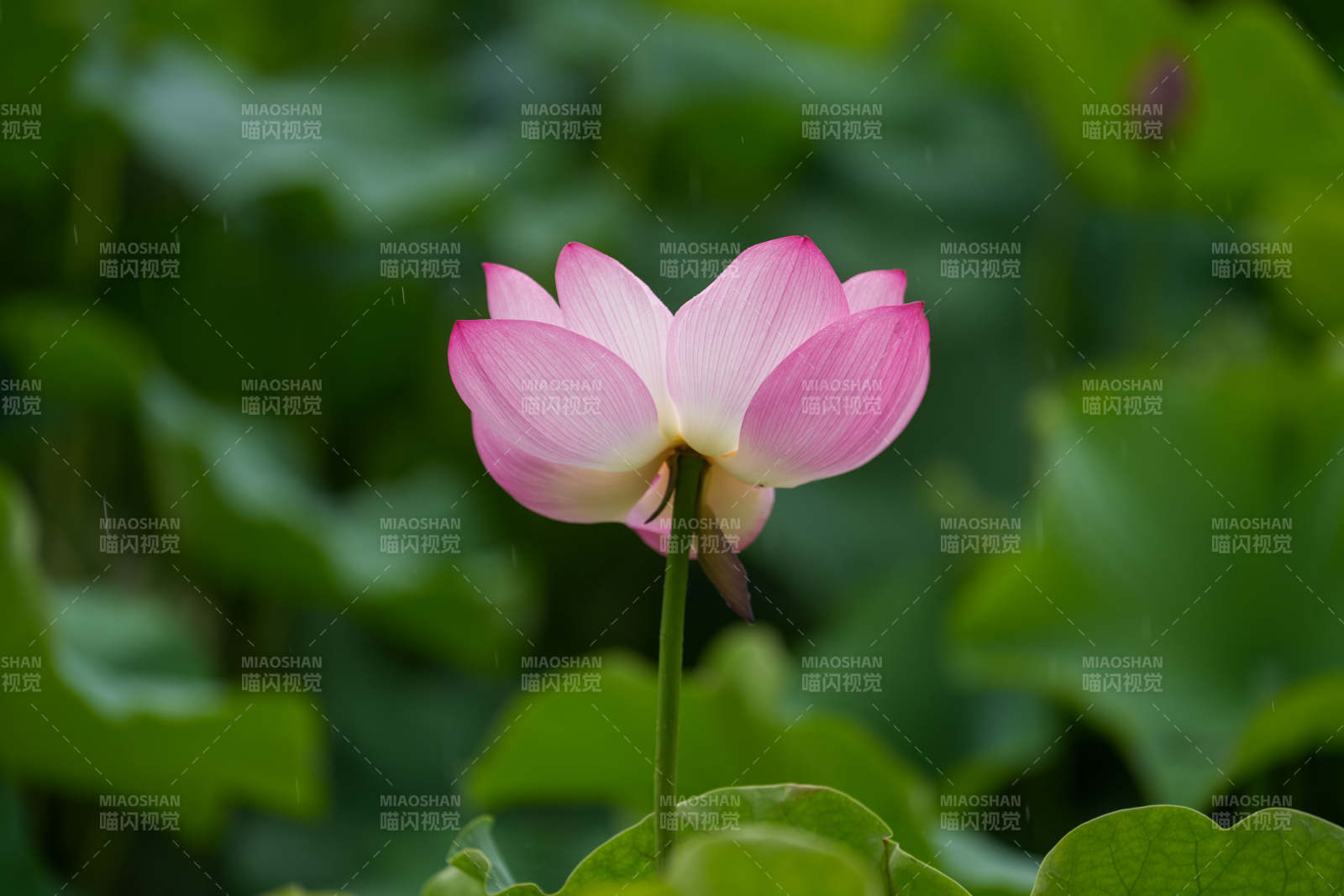 雨中綻放的粉色蓮花