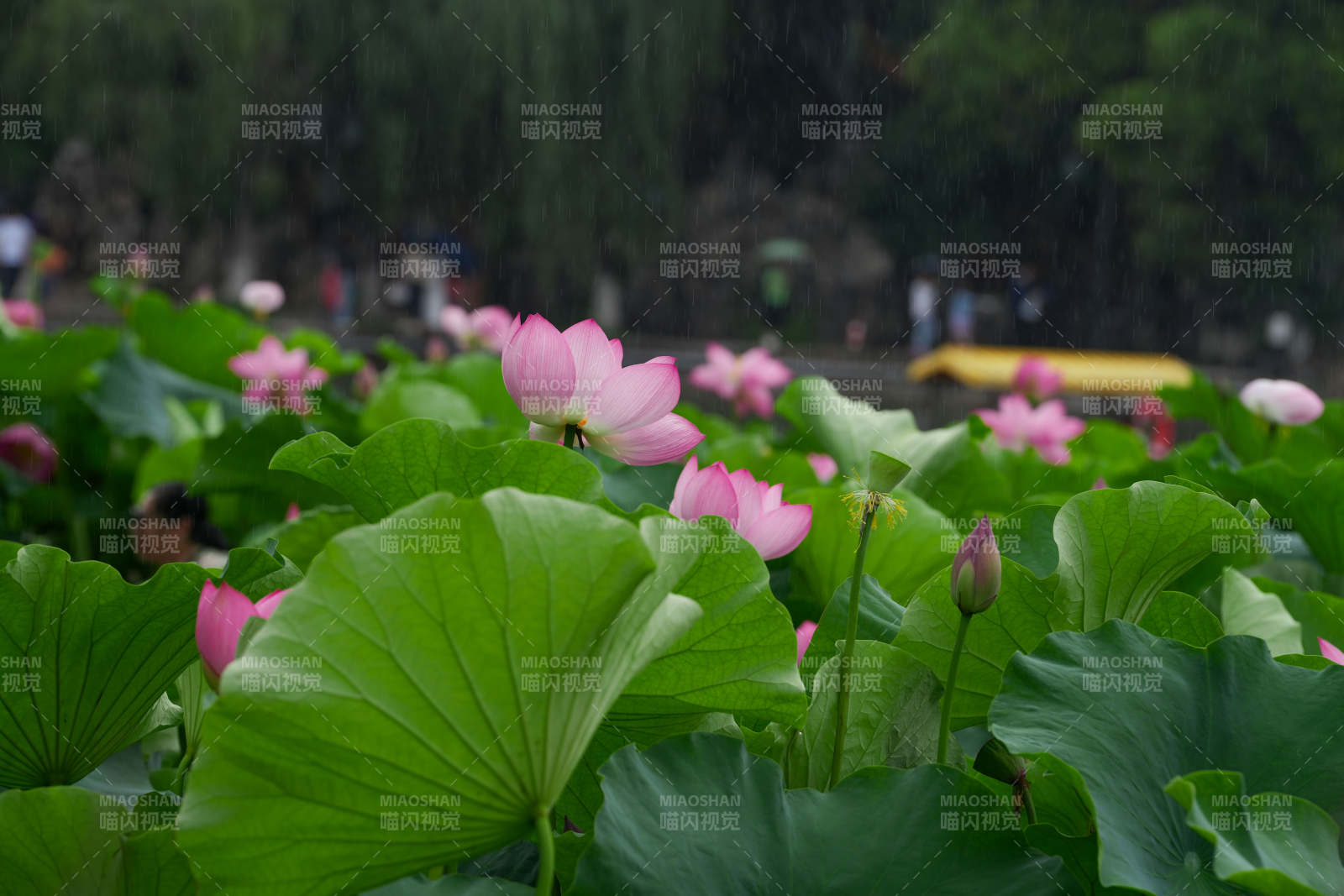 雨中荷花 綠葉相伴