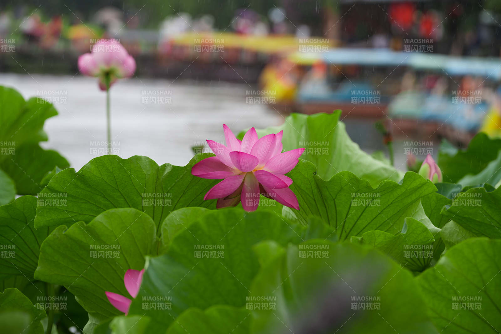 雨中荷花 清新雅致