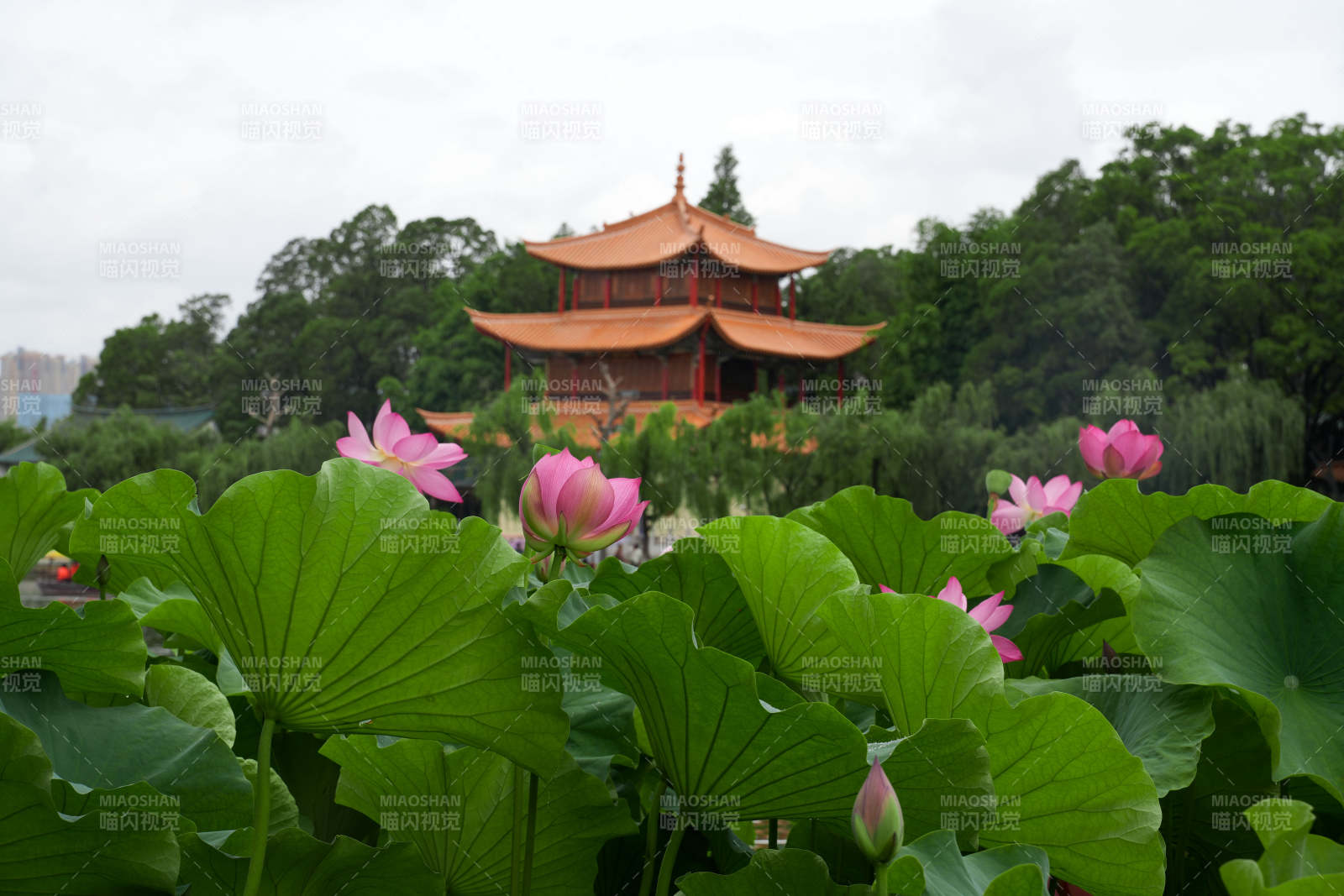 荷塘映古塔 夏日美景圖