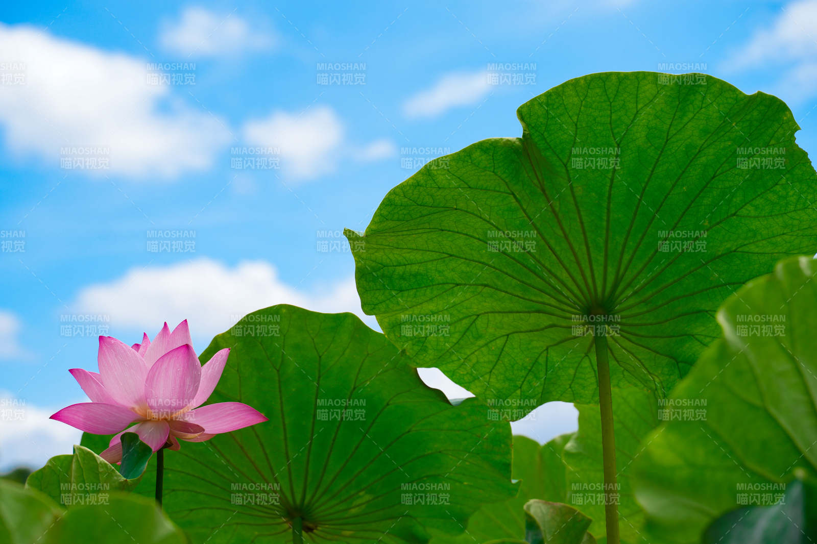 荷花盛開 綠葉映襯藍天