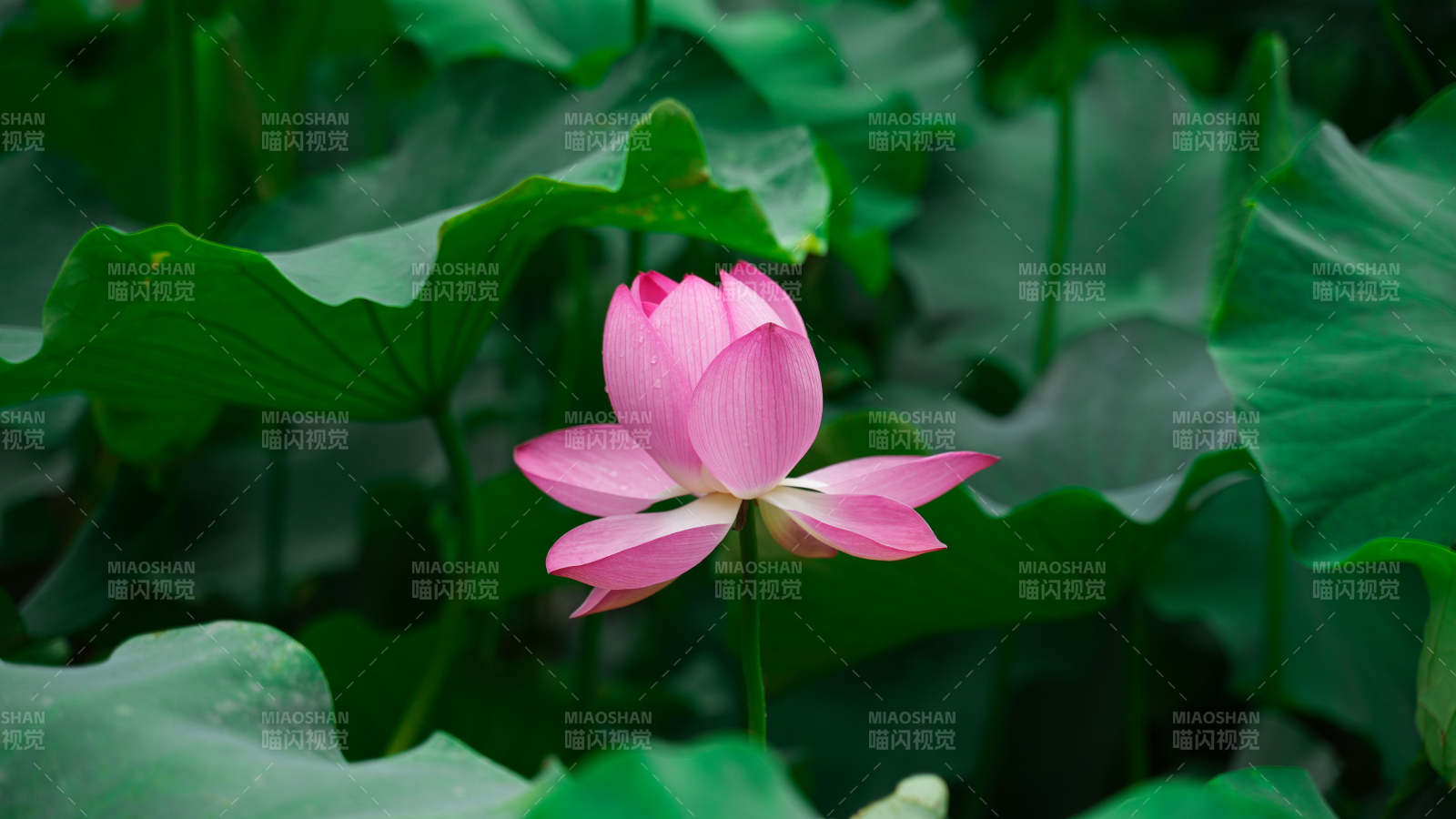 粉蓮靜綻綠葉間