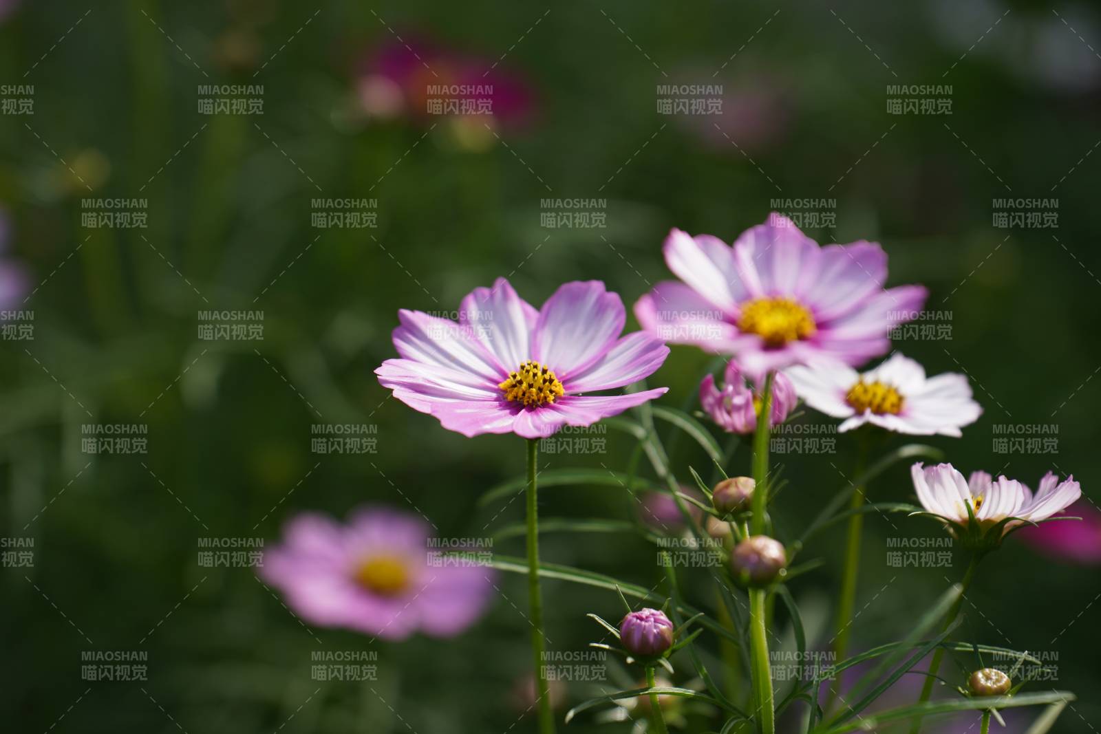 格桑花綻放花園中