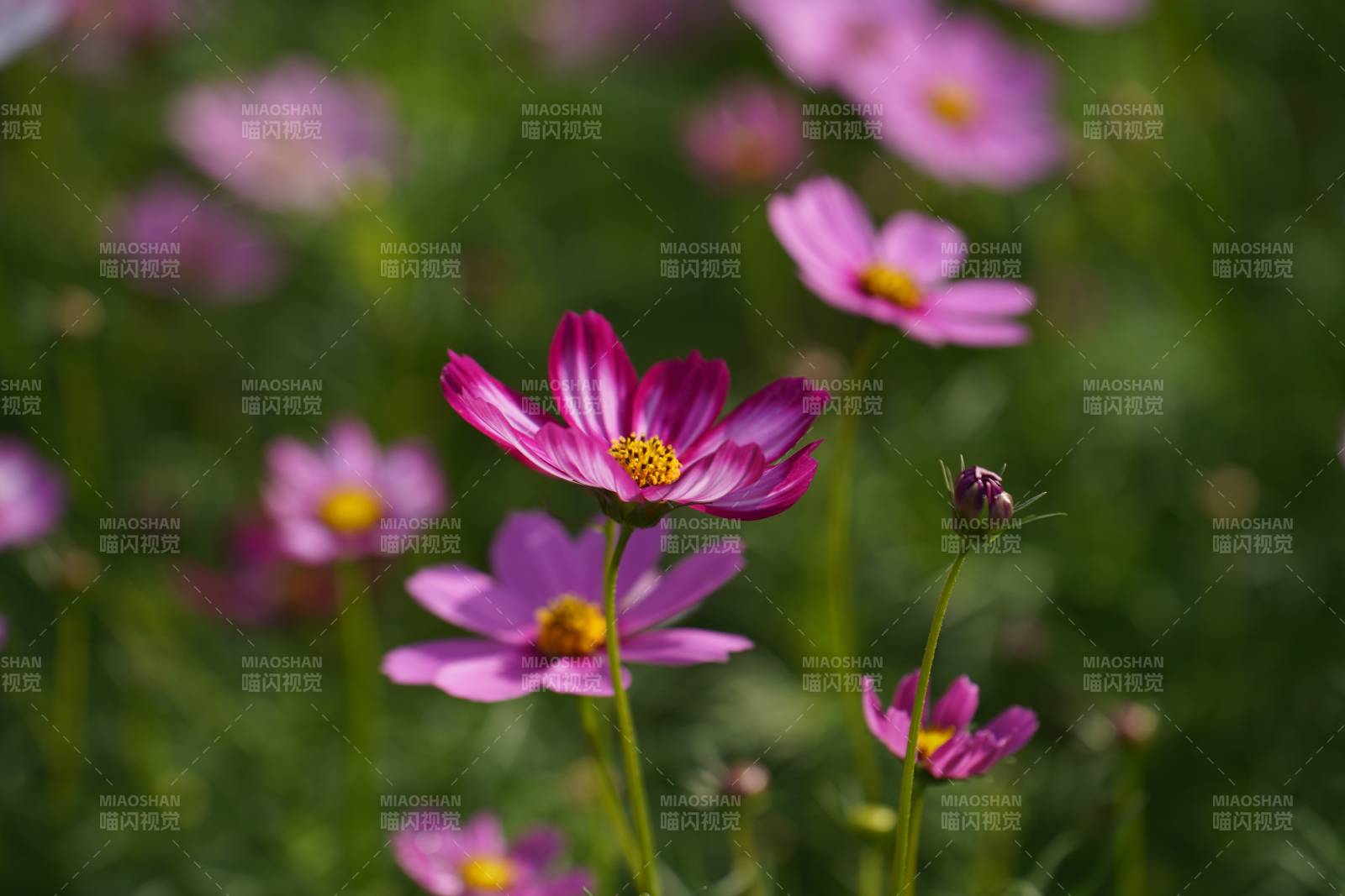 粉色花朵在風(fēng)中搖曳