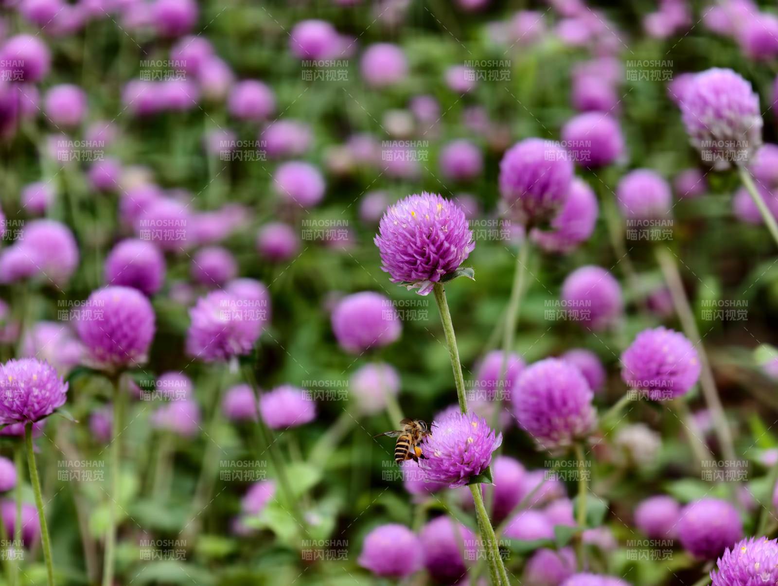 蜜蜂采蜜紫花叢中