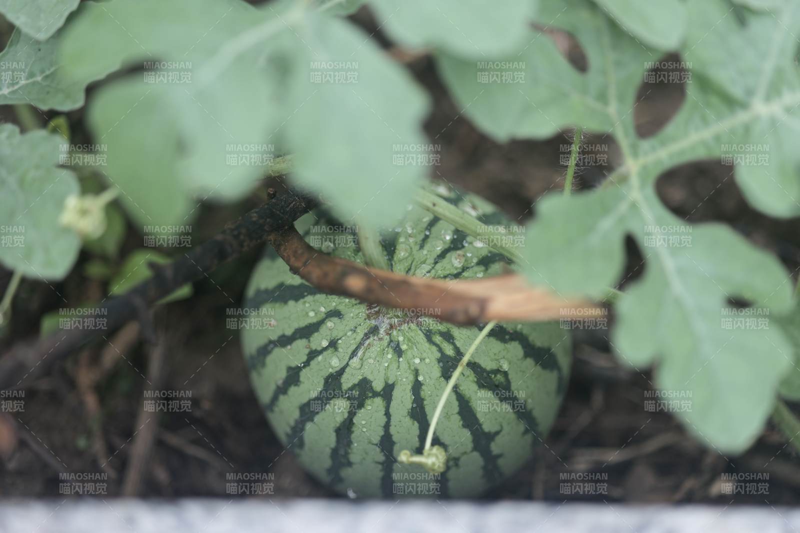 田間西瓜綠意濃