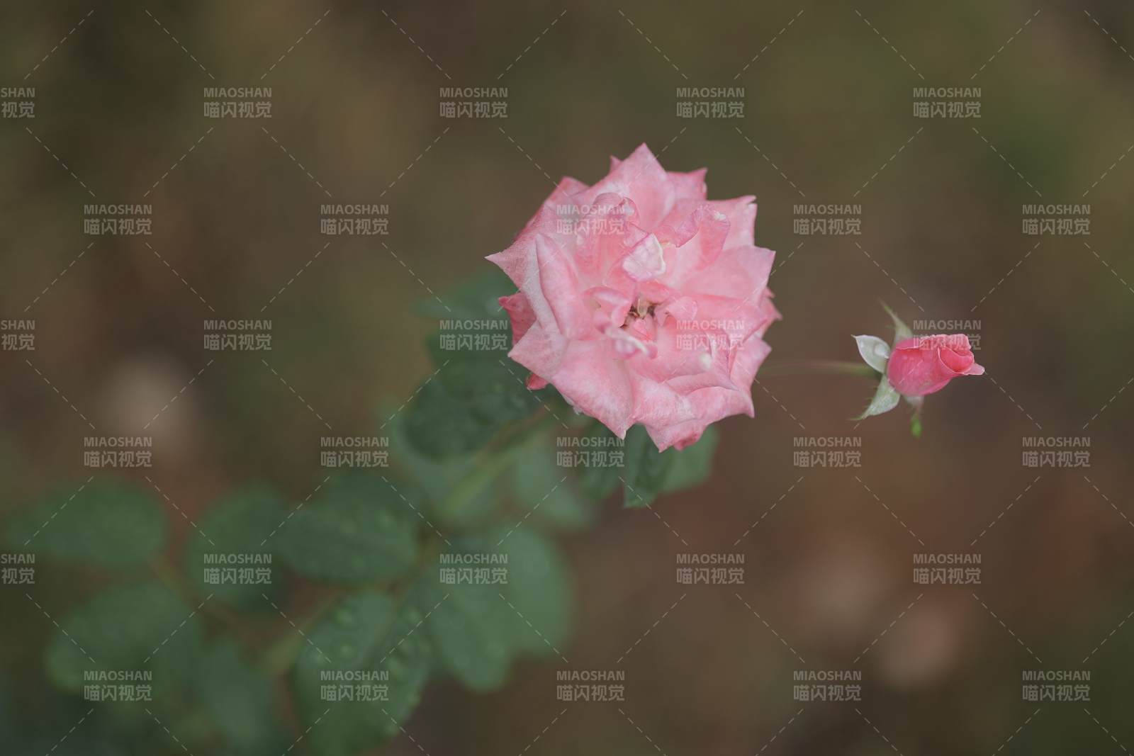 粉色玫瑰與花蕾