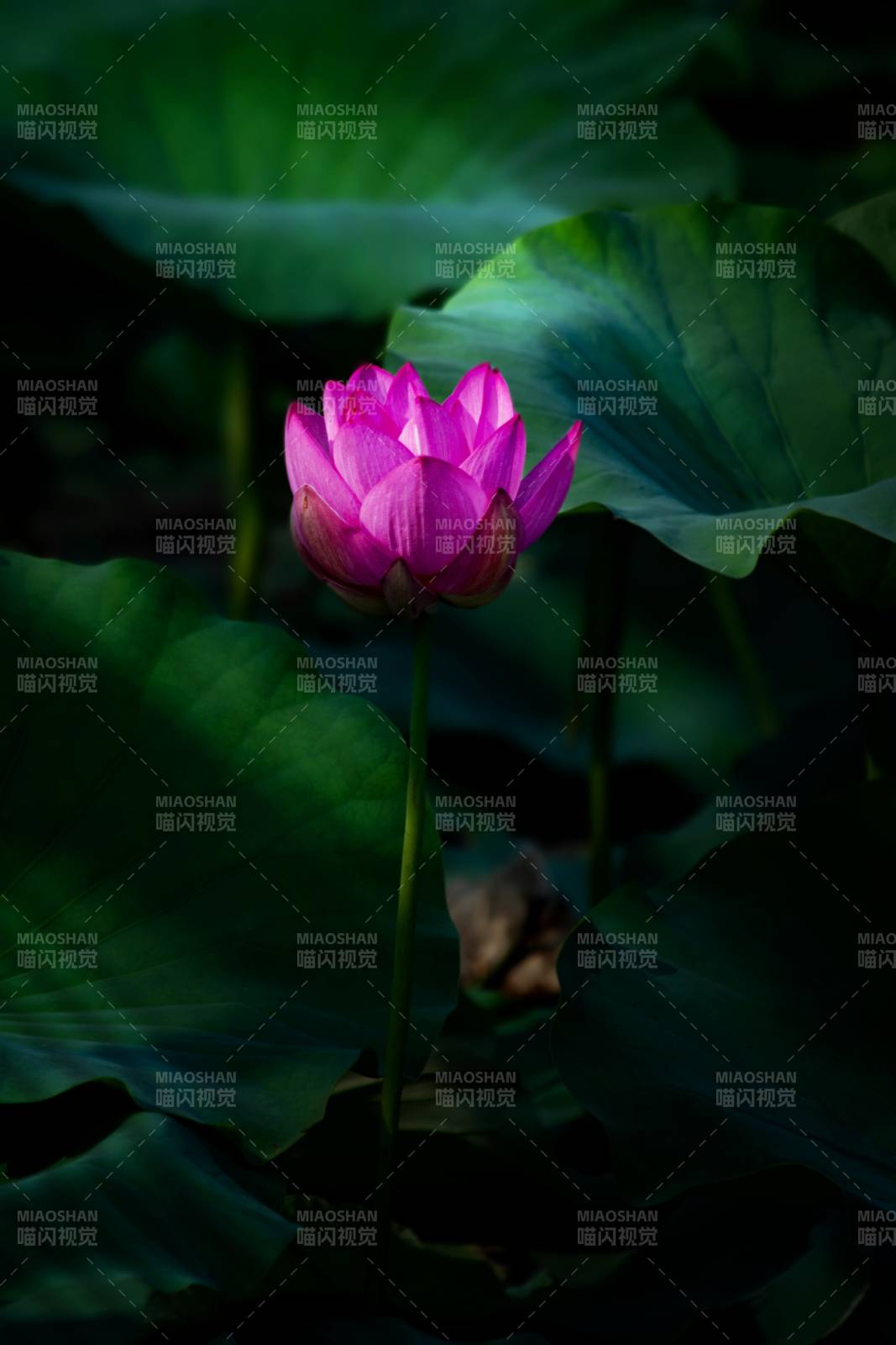 靜謐荷塘 粉蓮獨綻