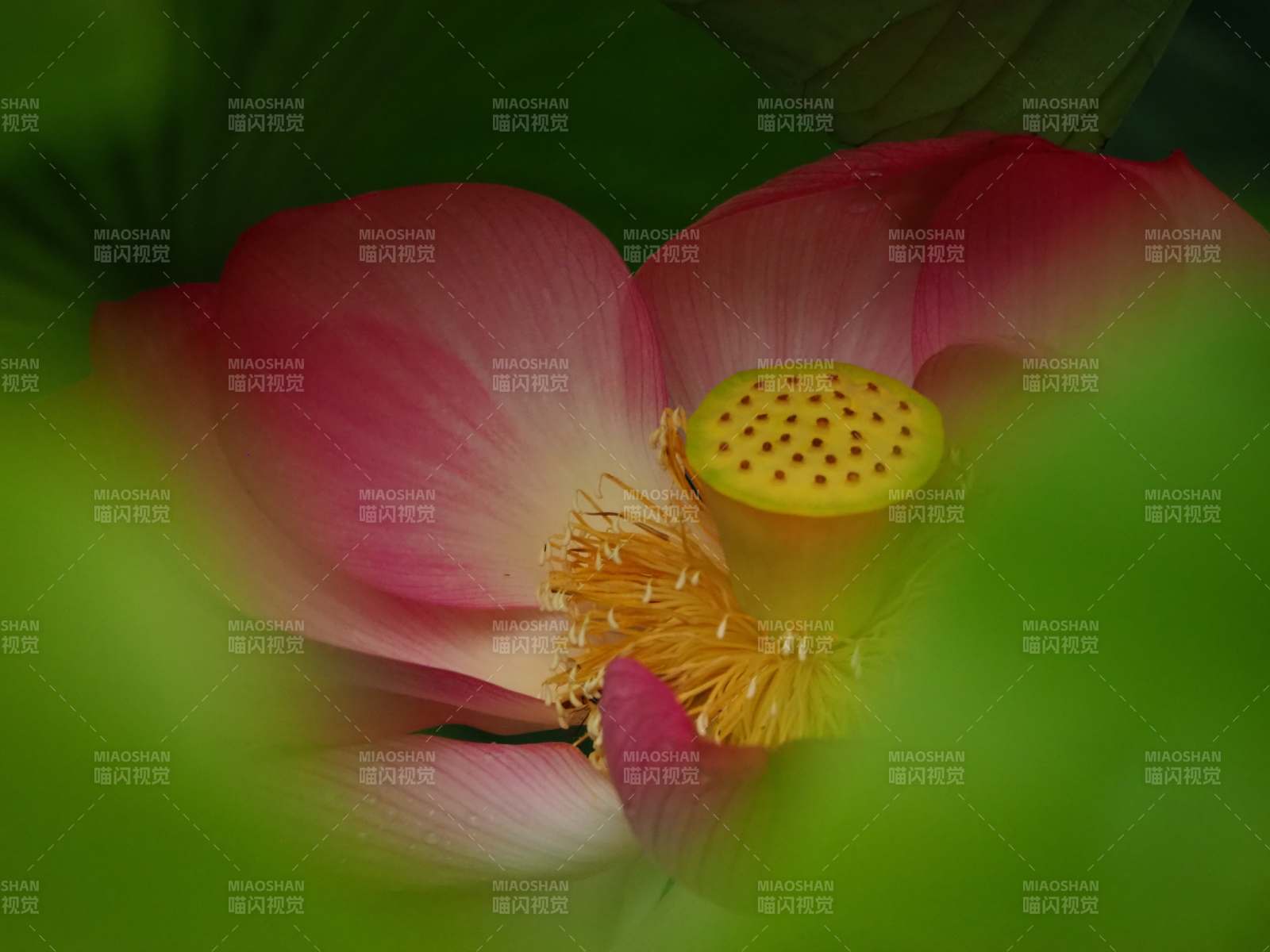 蓮花綻放 清新雅致