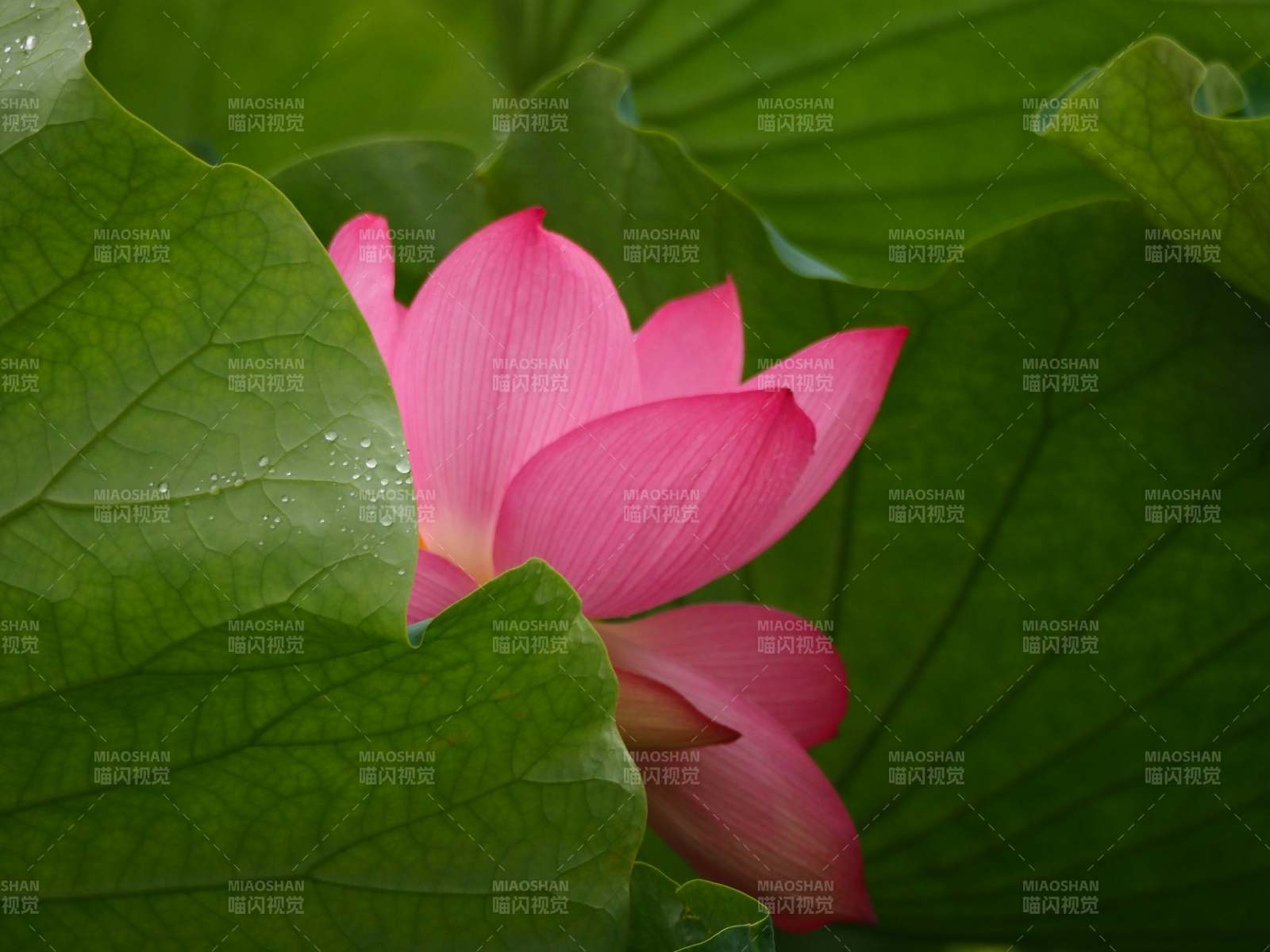 粉紅蓮花映綠葉