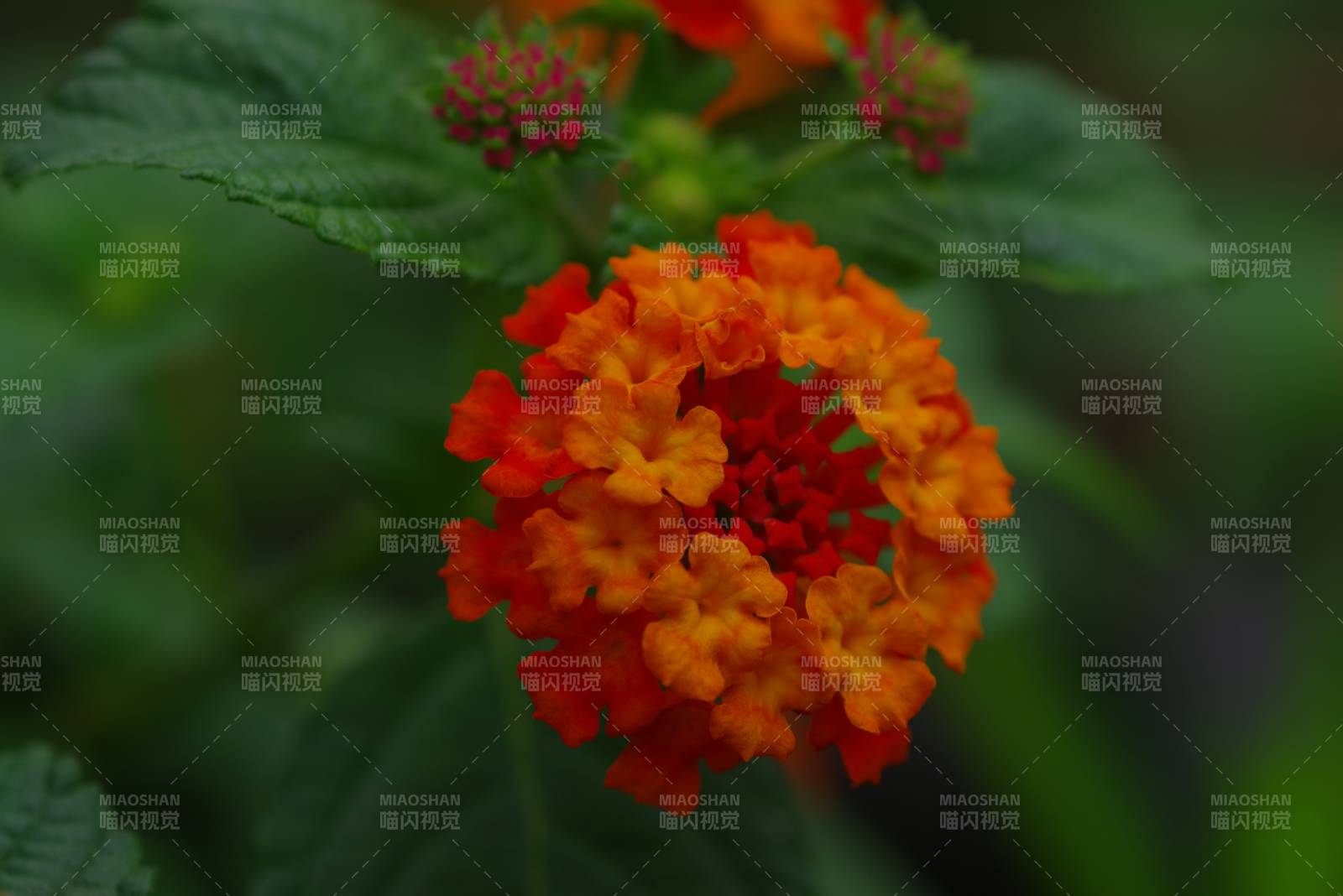 橙紅花朵在綠葉中綻放