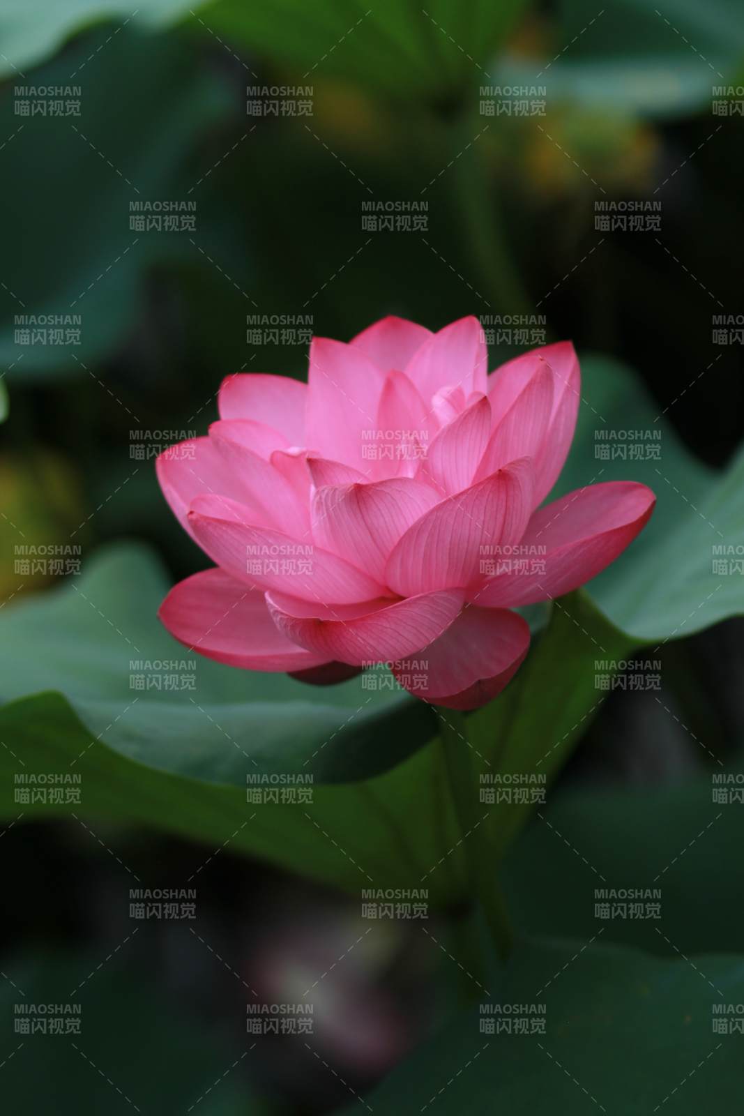 粉紅蓮花靜謐綻放