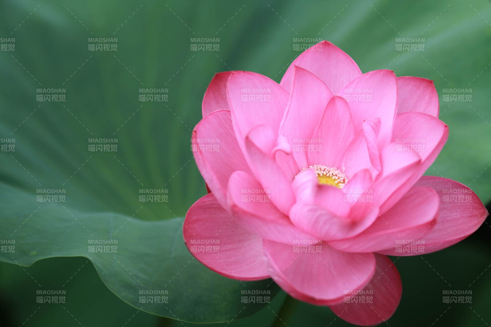 粉色蓮花綻放于綠葉間
