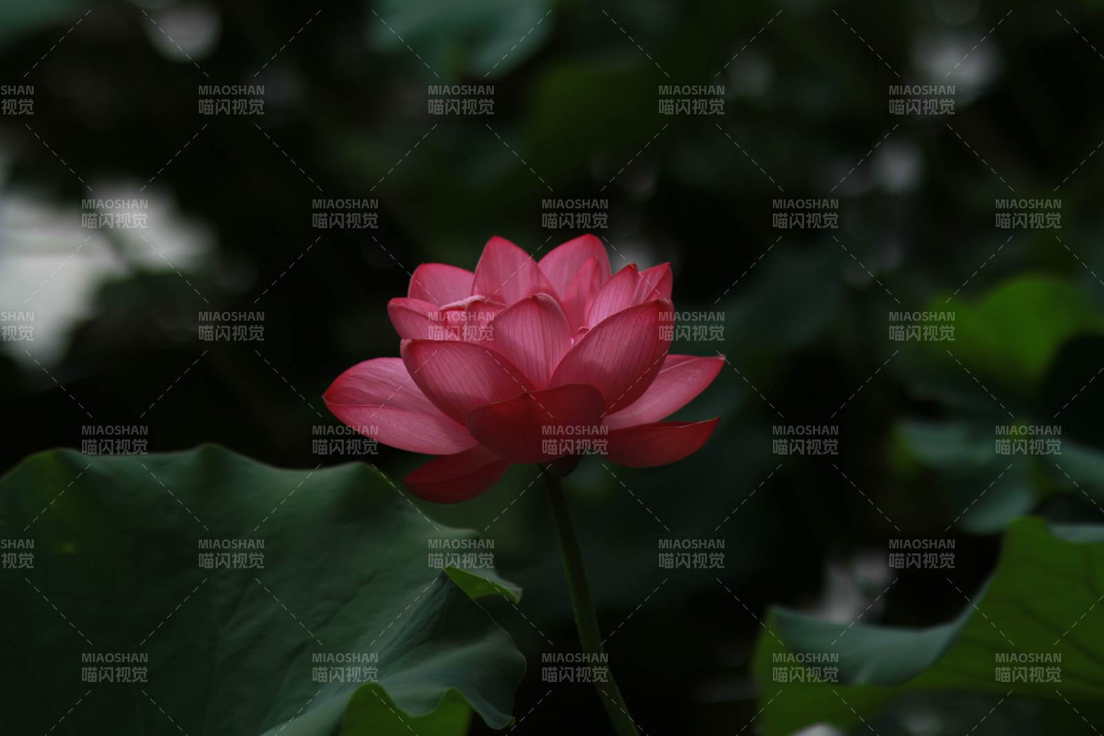 靜謐池塘中的蓮花綻放
