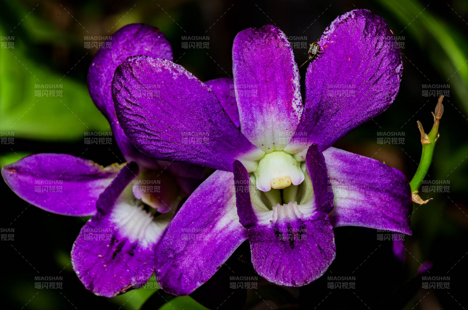 紫色蘭花的美麗瞬間