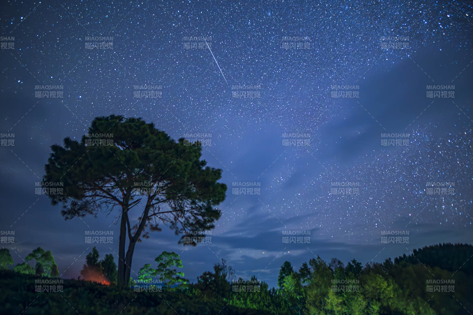 夜空流星劃過孤樹影