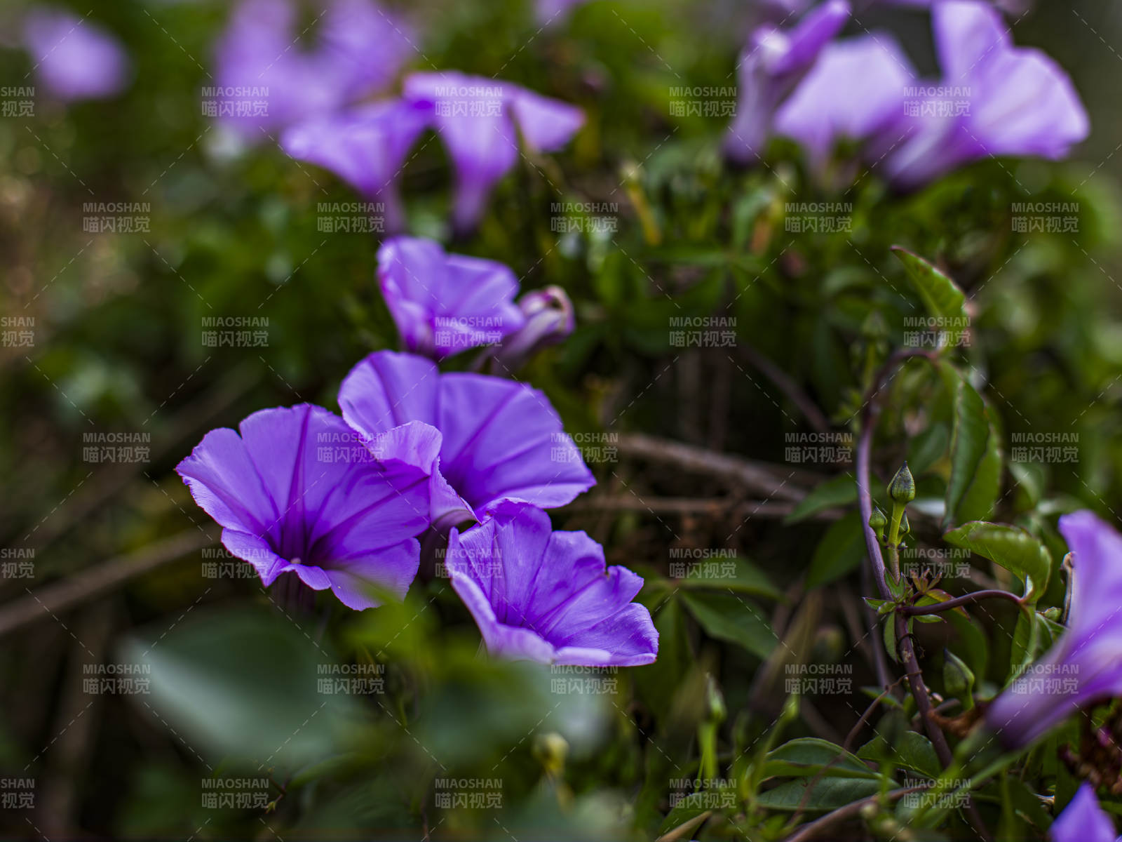 紫色牽牛花綻放于綠葉間