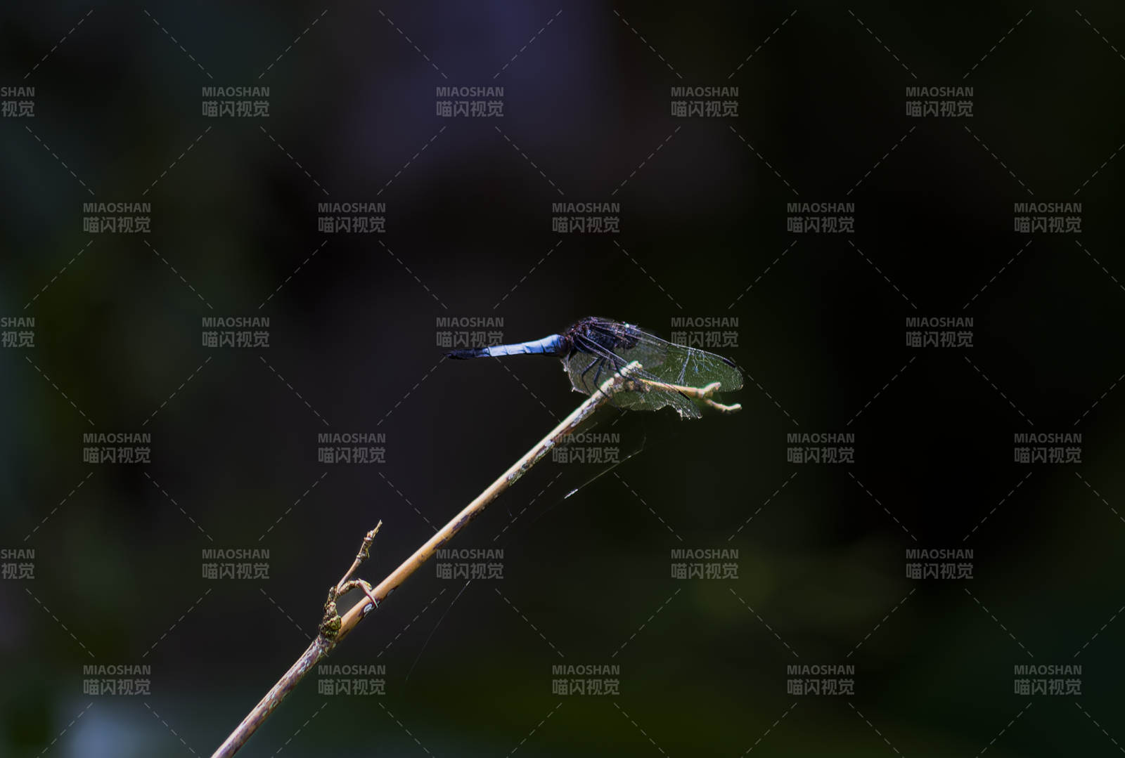 靜棲枝頭的藍(lán)蜻蜓