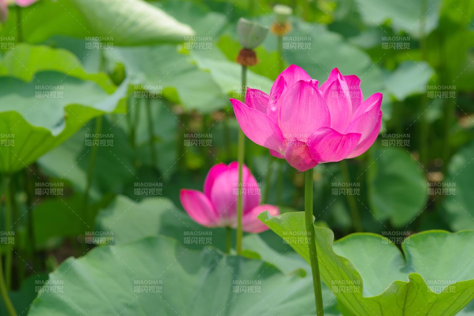 池塘中的粉色蓮花盛開